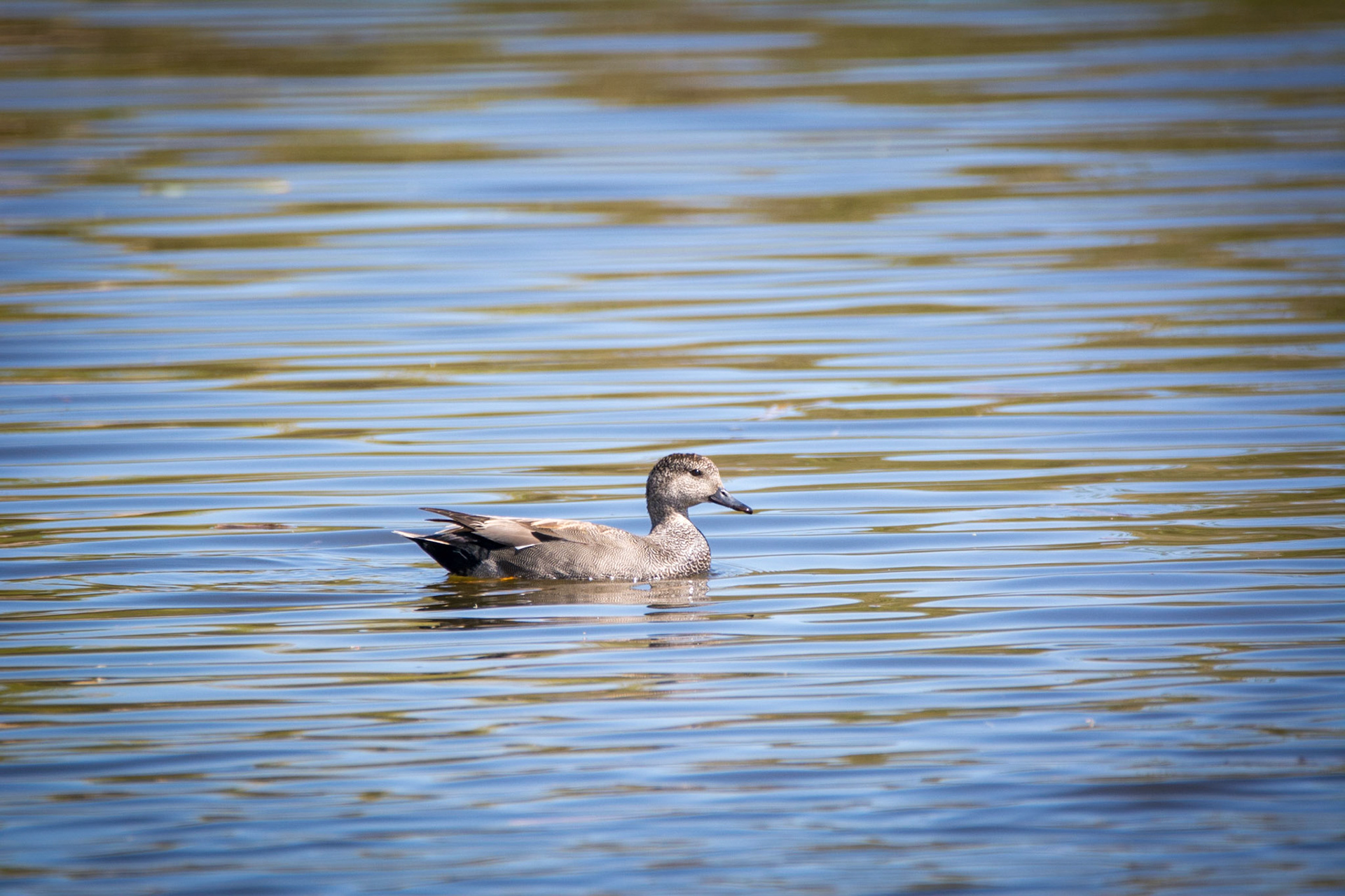 Gadwall, Sherwood Park, May 22, 2022