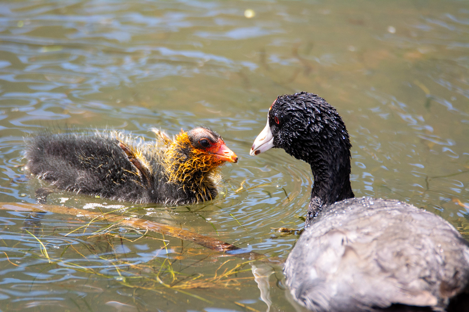 American Coot and Cootling