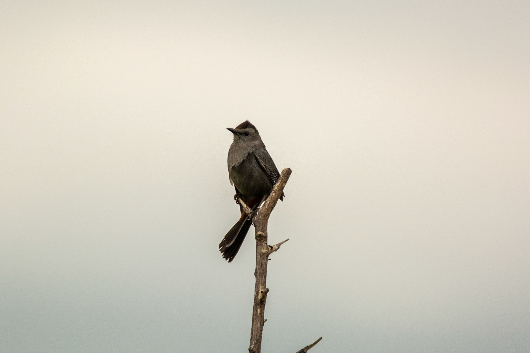 Gray Catbird