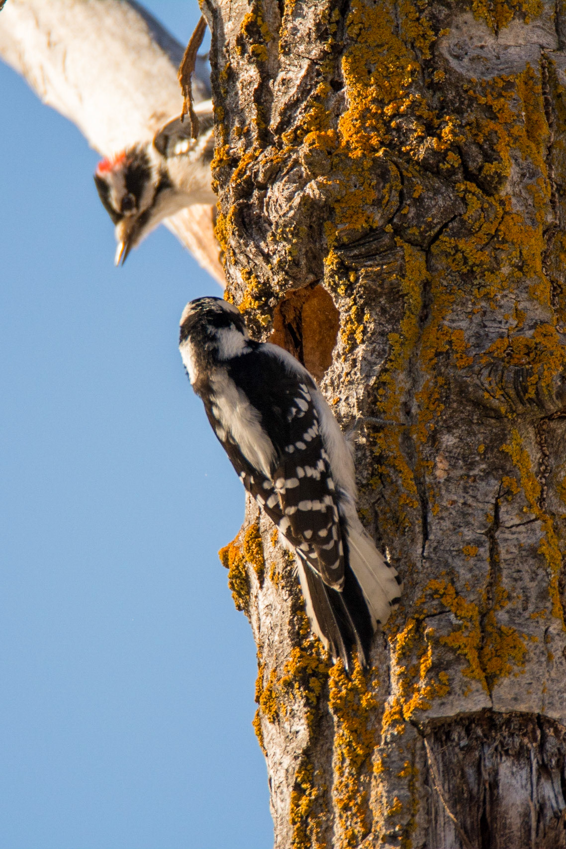 Downy Woodpeckers, Hawrelak Park, Edmonton