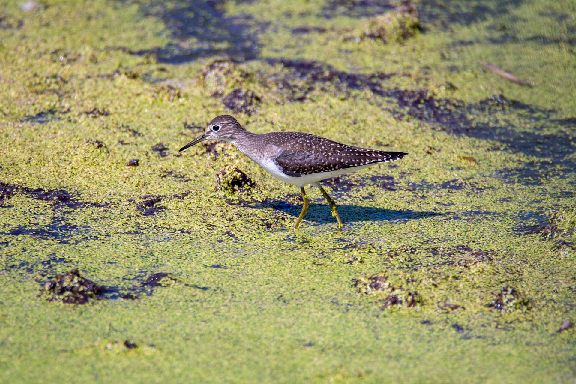 Solitary Sandpiper, juvenile