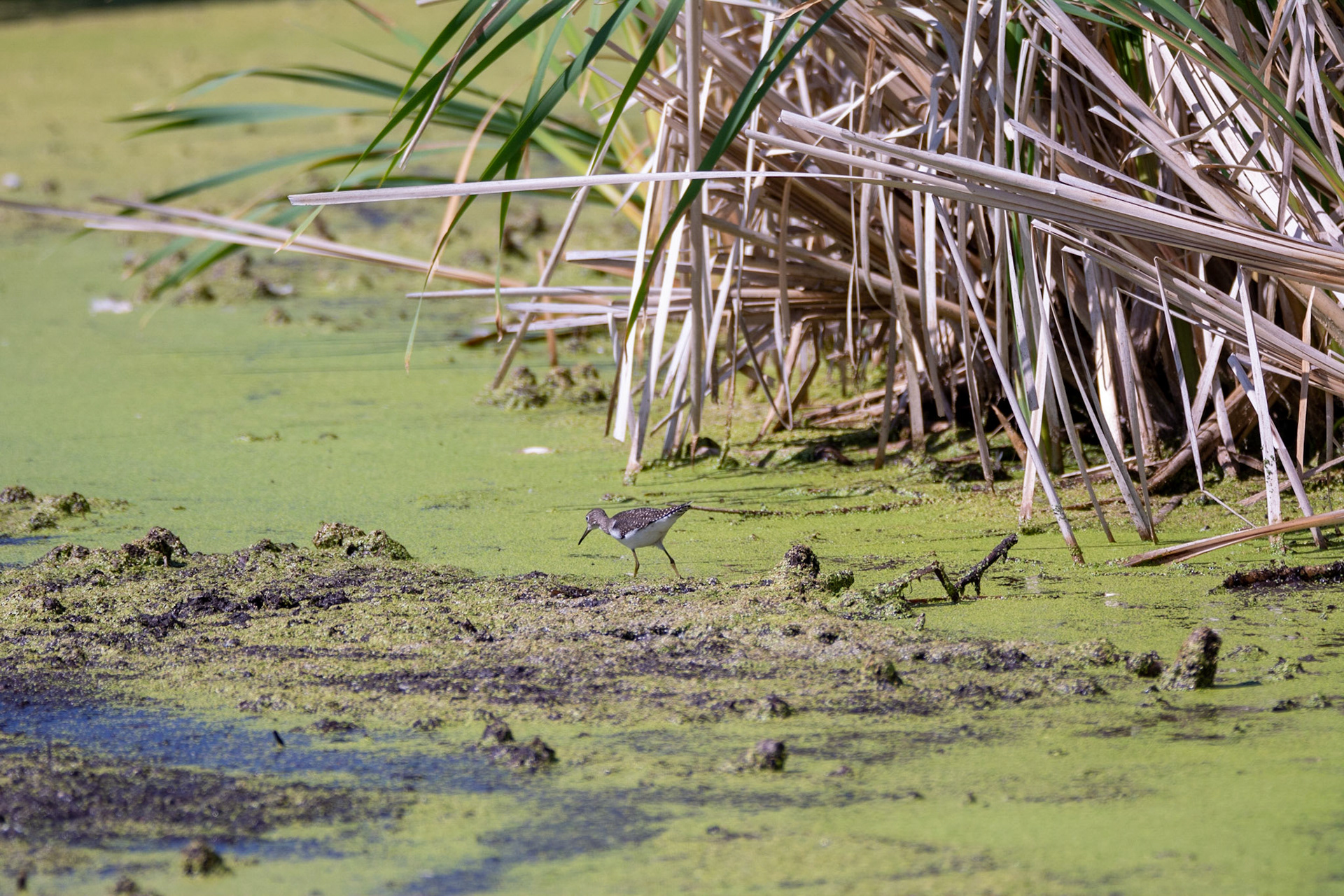 Solitary Sandpiper, juvenile