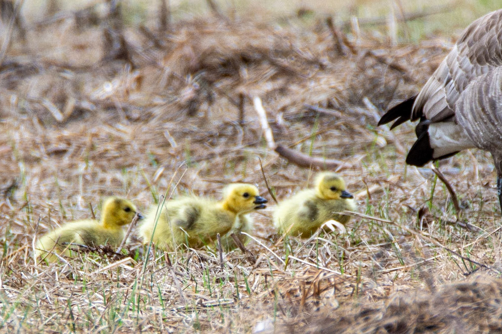 Canada Geese and Gosslings, Hawrelak Park, Edmonton