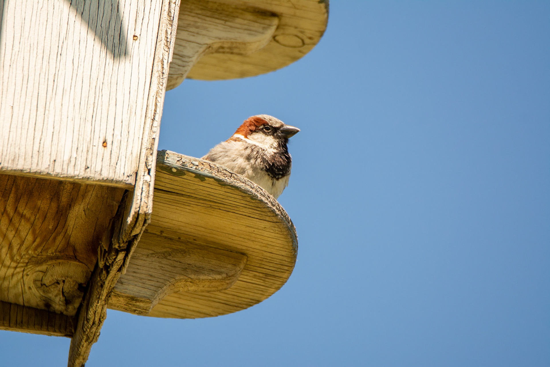 House Sparrow
