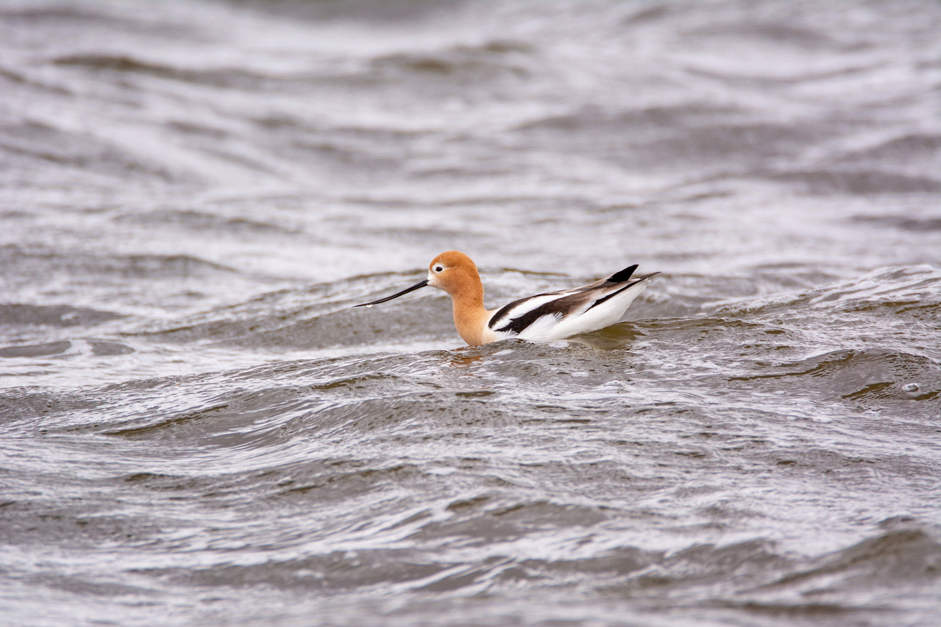 American Avocet, Astotin Lake, Elk Island National Park
