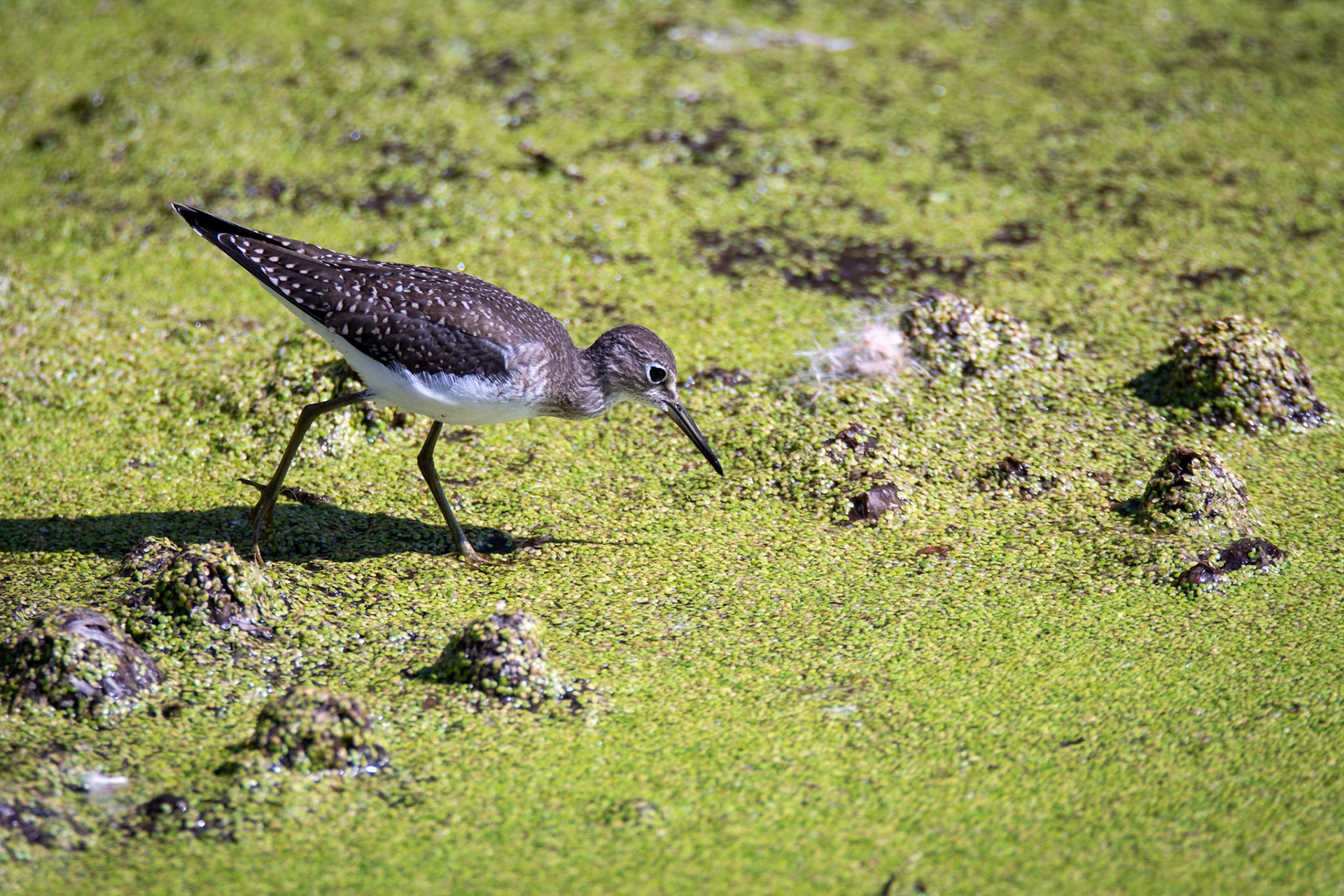 Solitary Sandpiper, juvenile