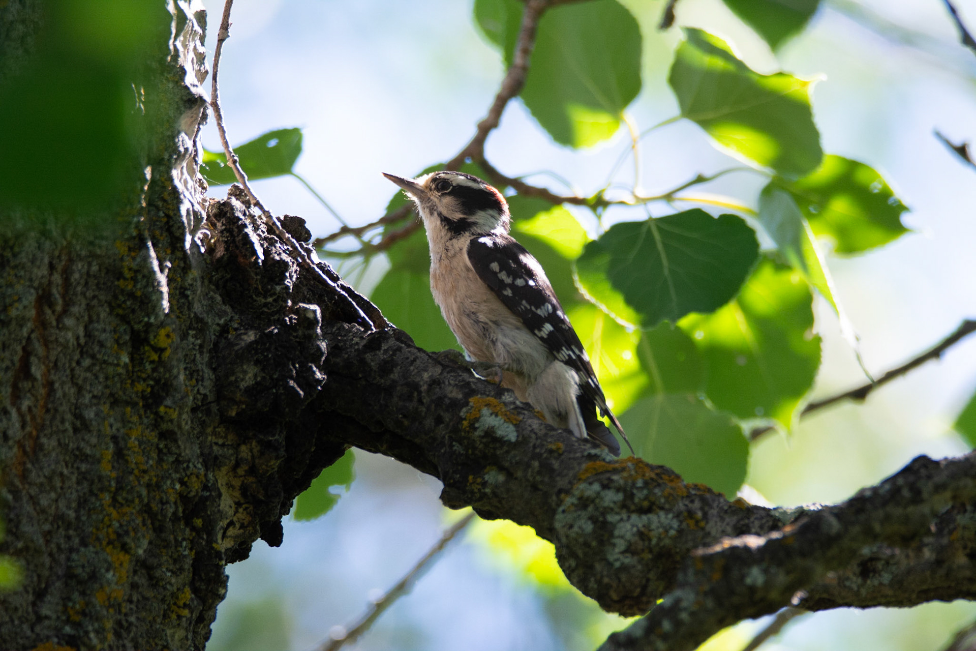 Pileated Woodpecker, male