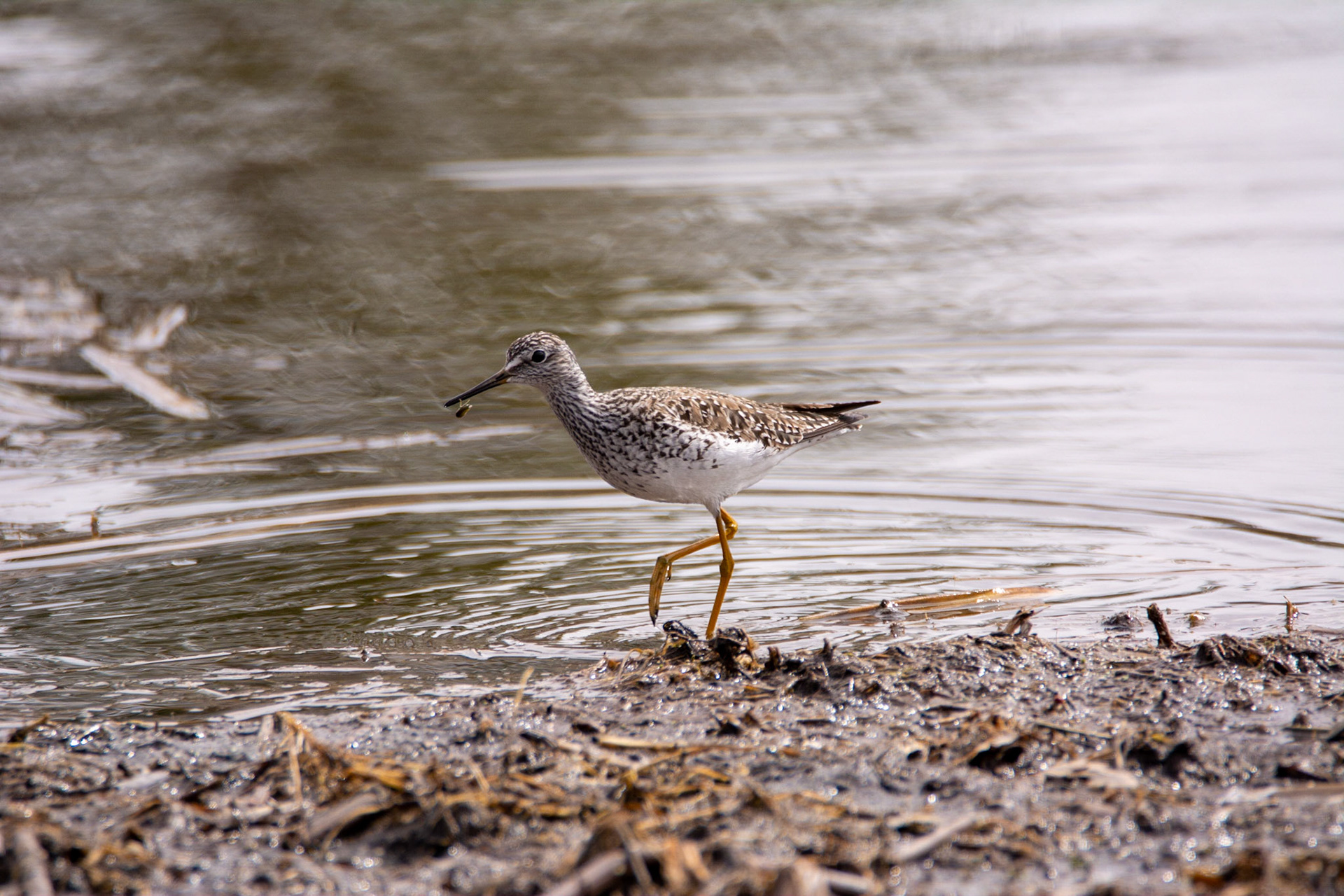 Lesser Yellowlegs, Astotin Lake, Elk Island National Park
