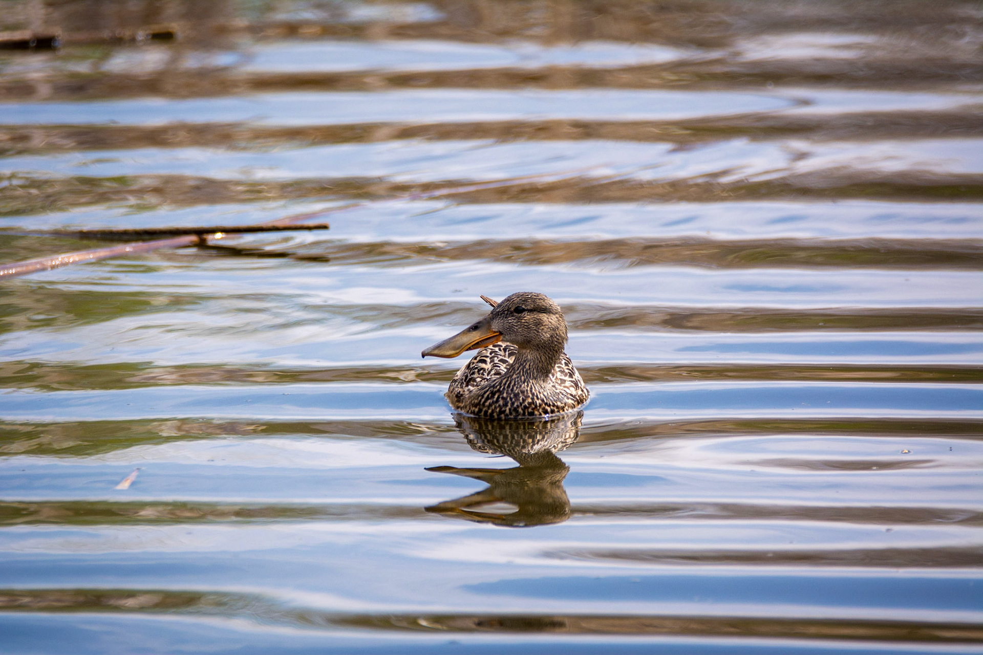 Northern Shoveler, Sherwood Park, May 22, 2022