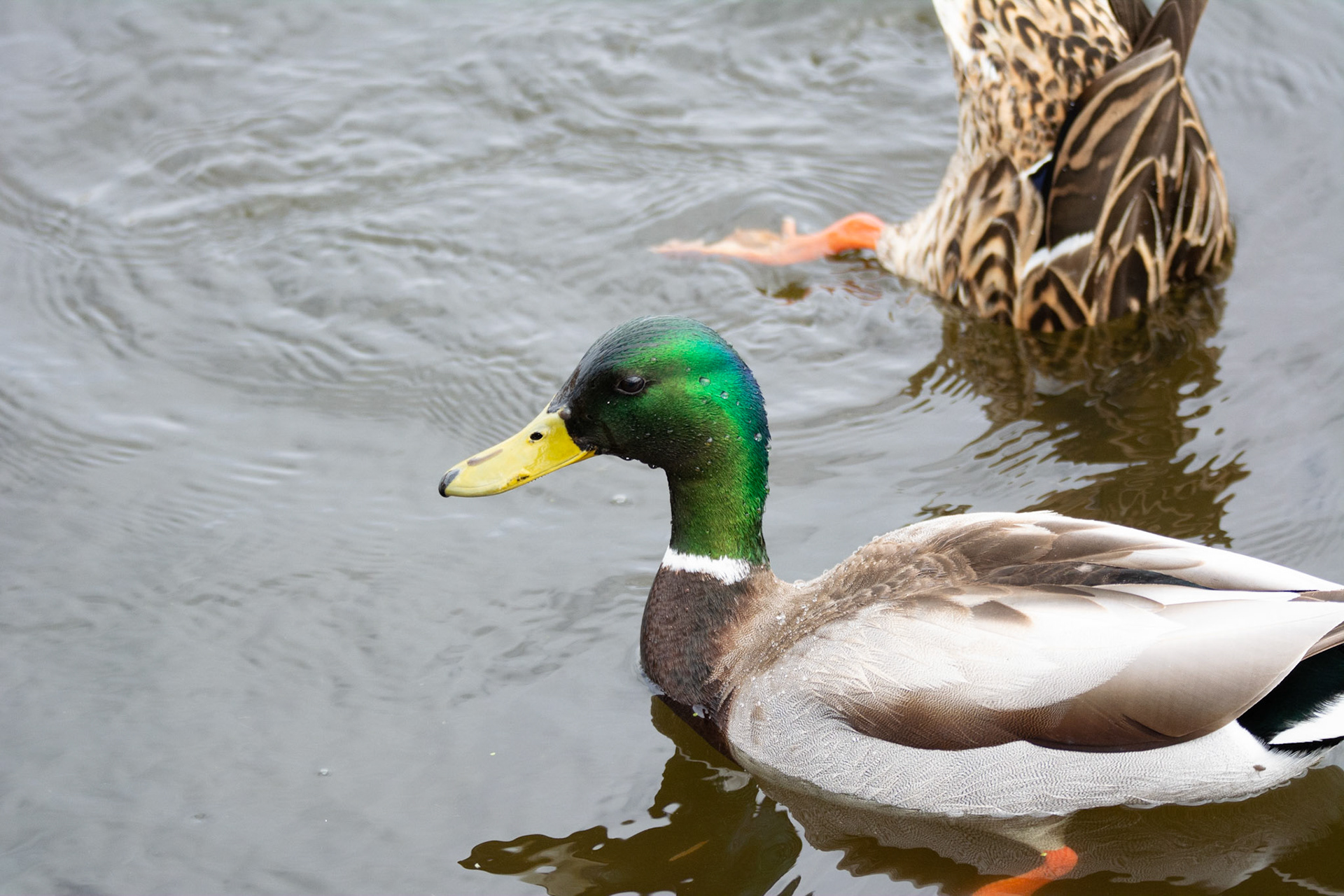 Mallard Duck, John E. Poole Boardwalk, Lois Hole Provincial Park, Alberta