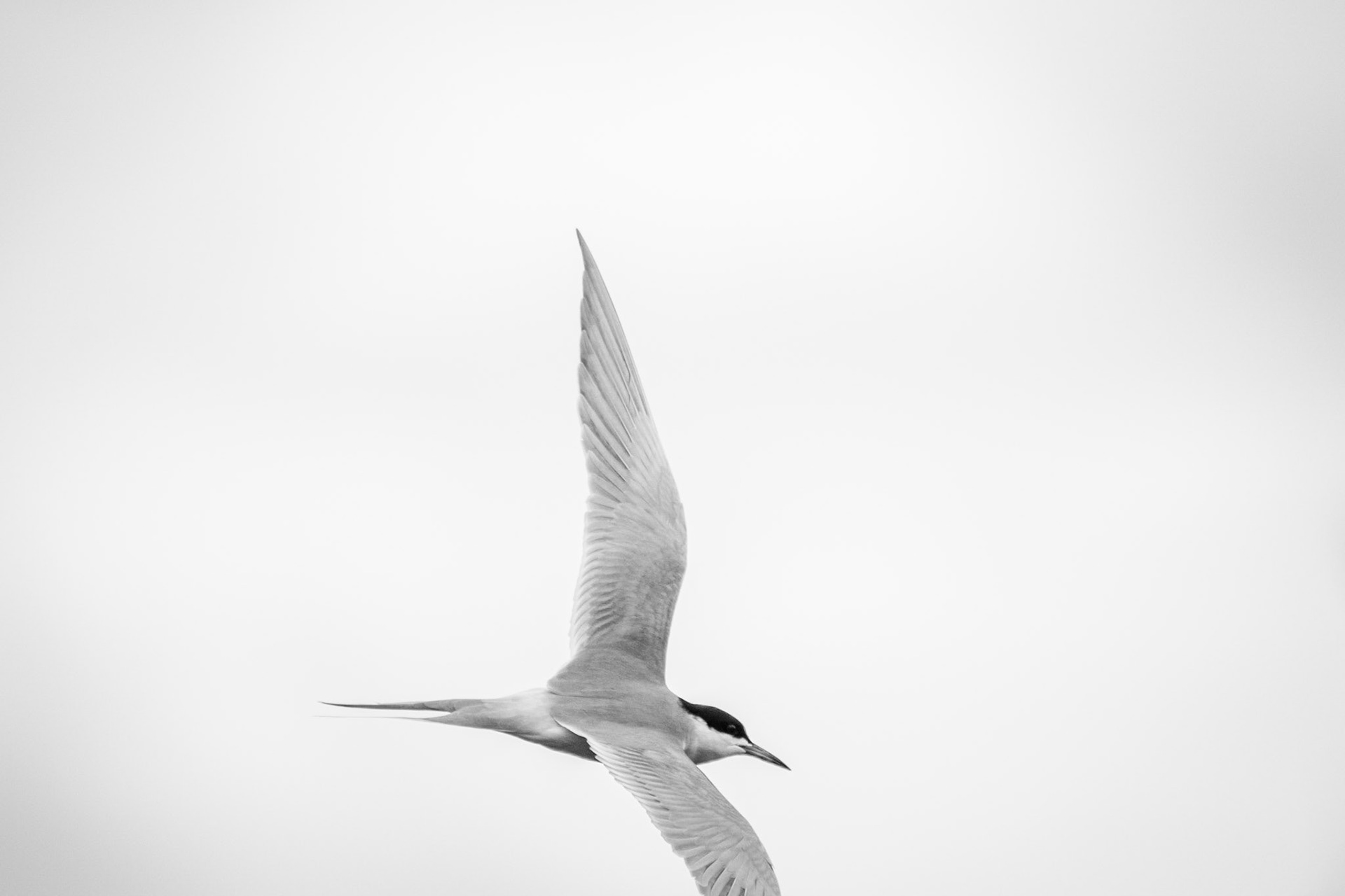 Forester's Tern, Edmonton, May 7, 2022