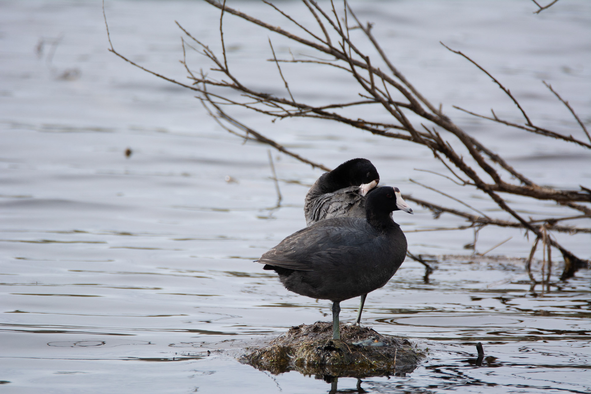 American Coot