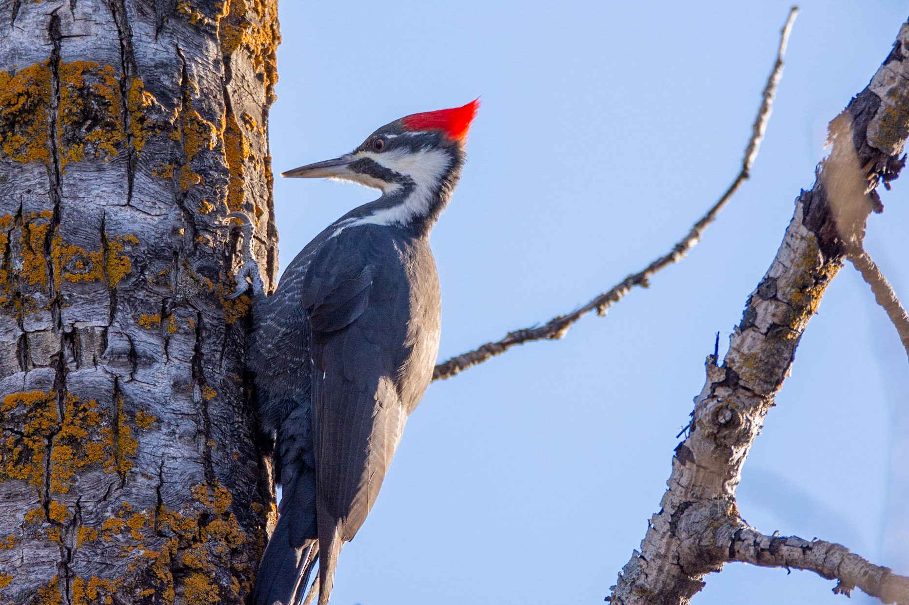 Pileated Woodpecker,  female