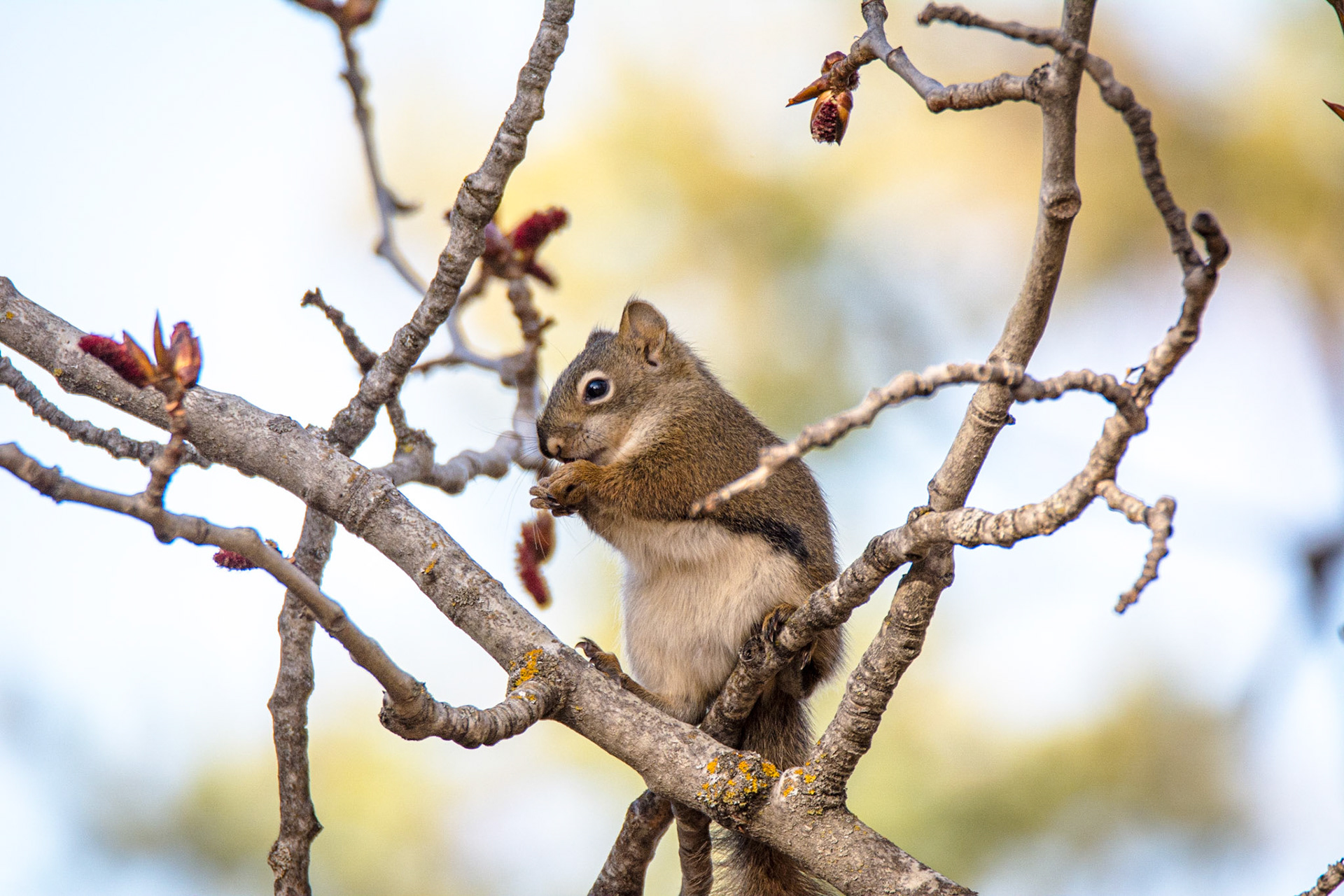 Red Squirrel, Hawrelak Park, Edmonton