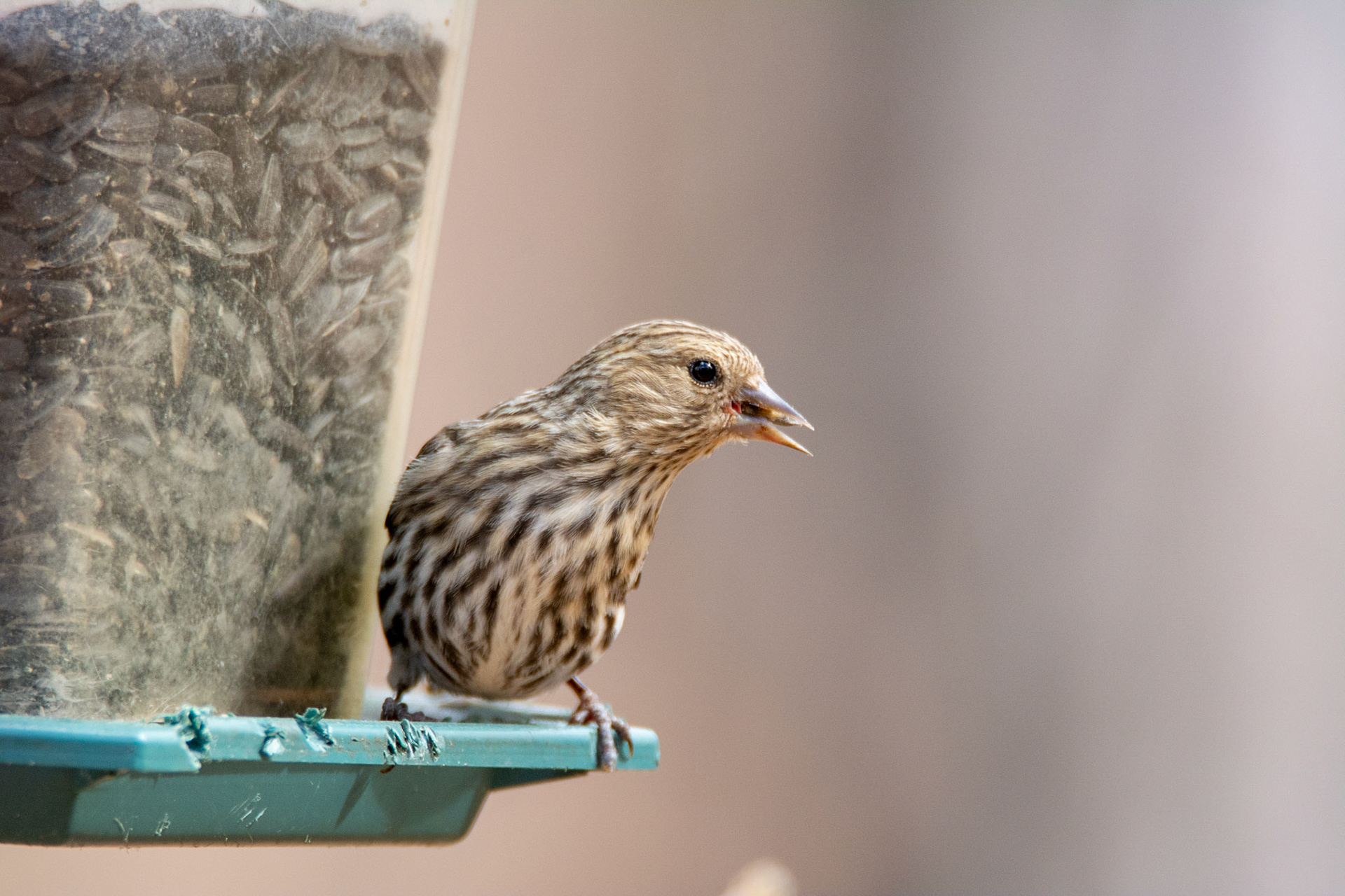 Pine Siskin, Hawrelak Park, Edmonton