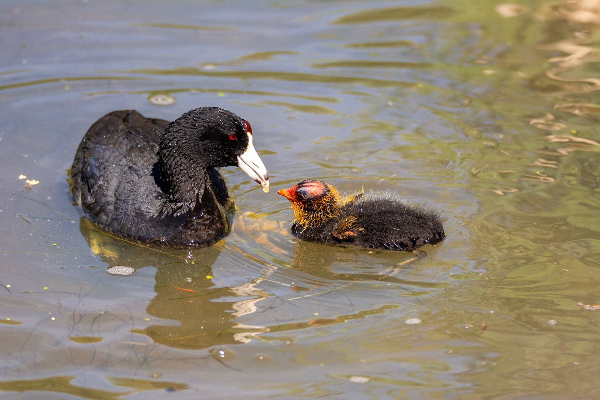 American Coot and Cootling
