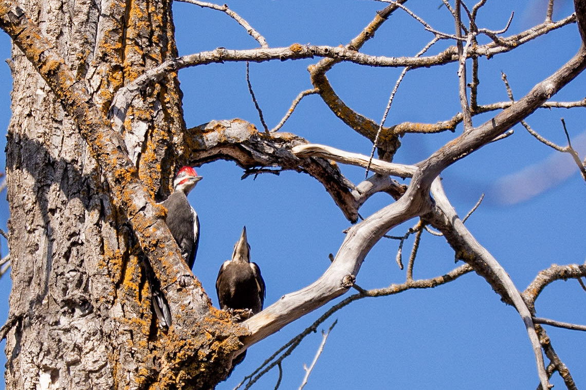 Pileated Woodpeckers, mated pair