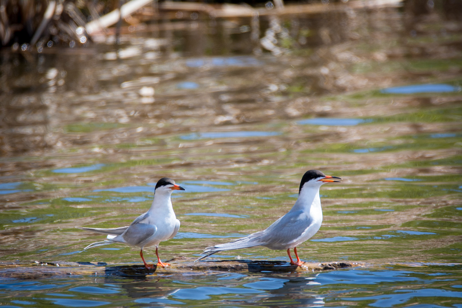 Forester's Terns, Sherwood Park, May 22, 2022