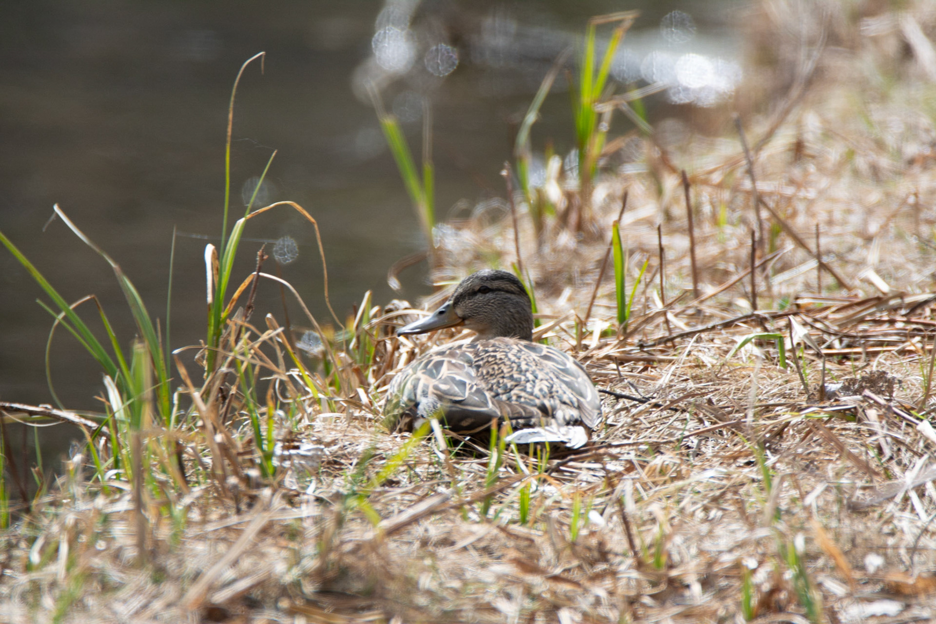 Mallard Duck, Hawrelak Park, Edmonton