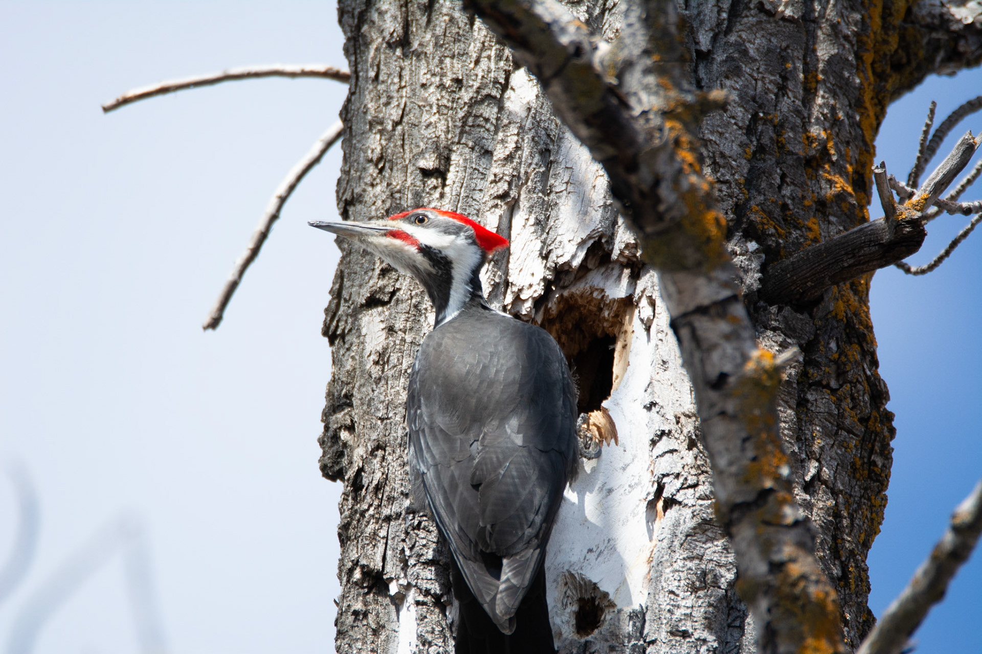 Pileated Woodpecker, male