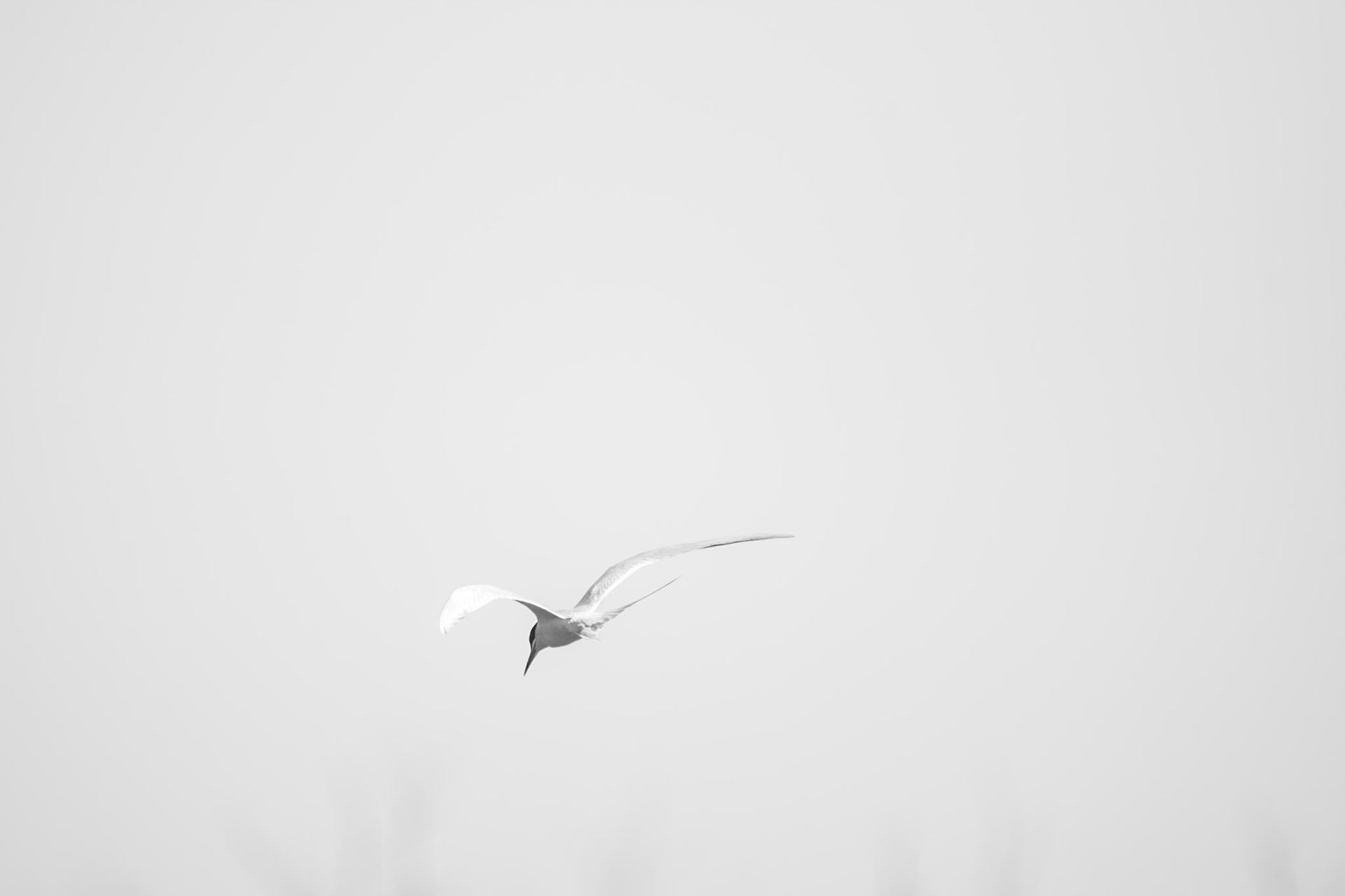 Common Tern