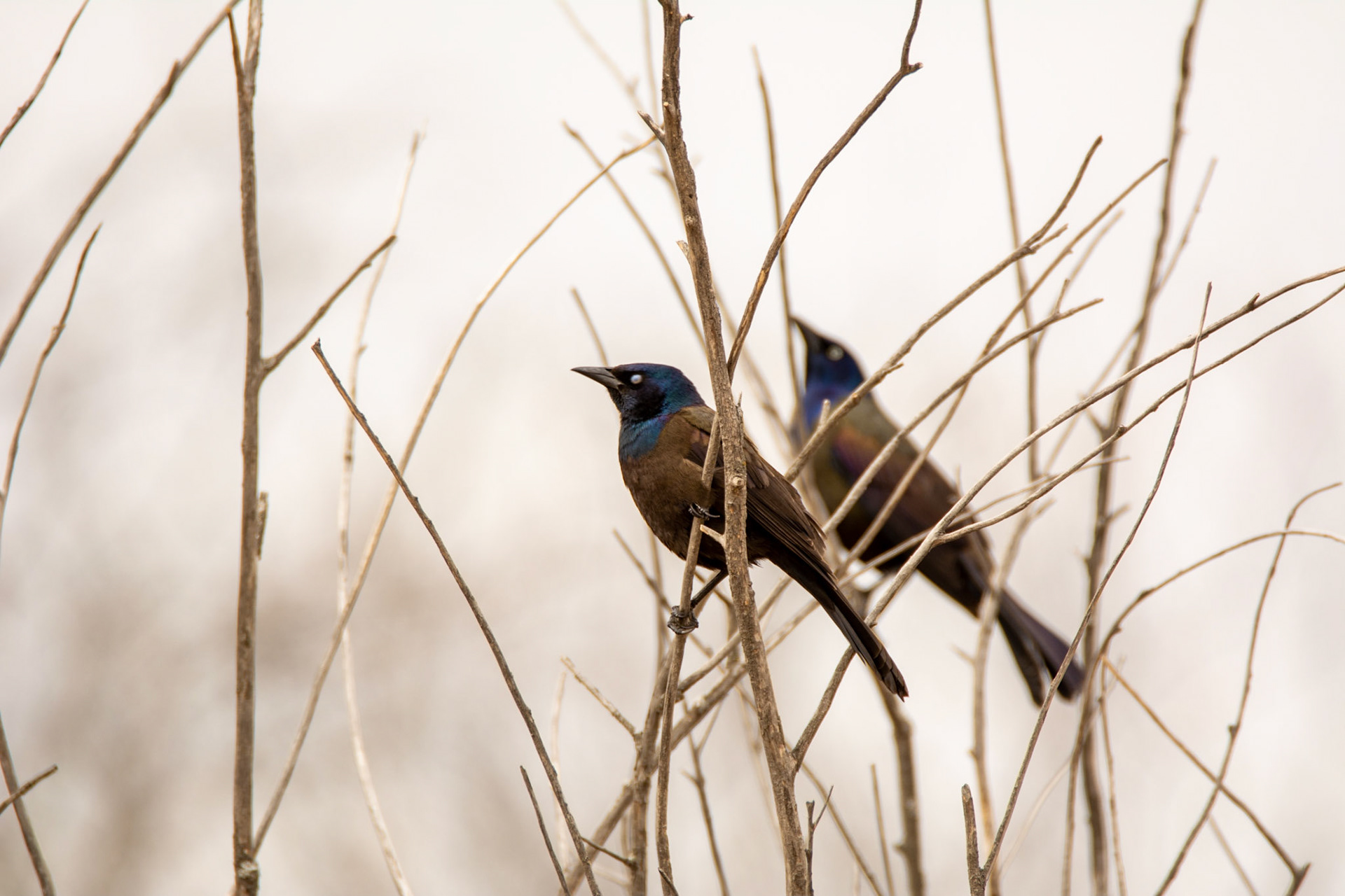 Common Grackle, John E. Poole Boardwalk, Lois Hole Provincial Park