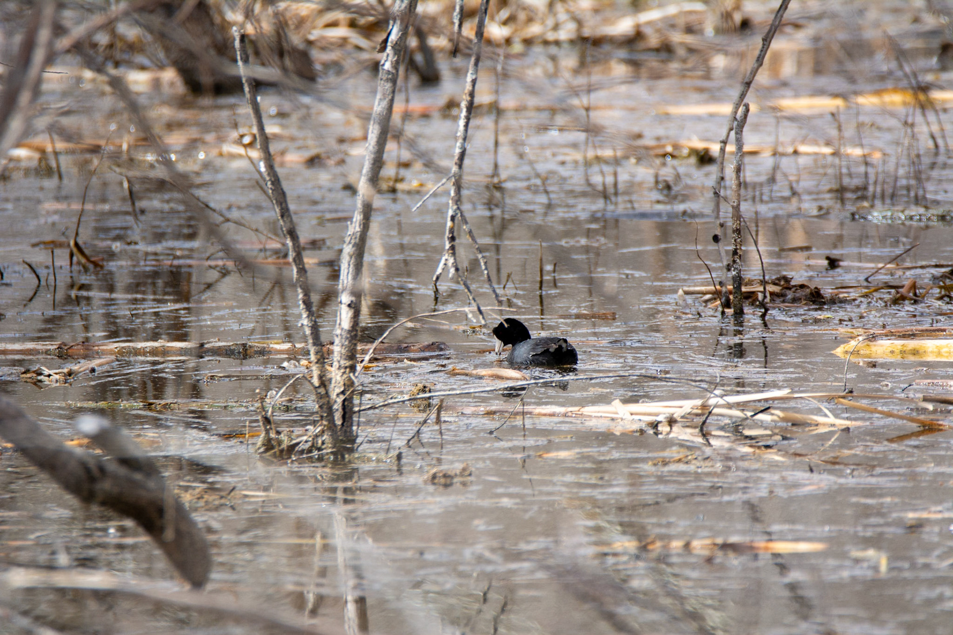 American Coot, Astotin Lake, Elk Island National Park