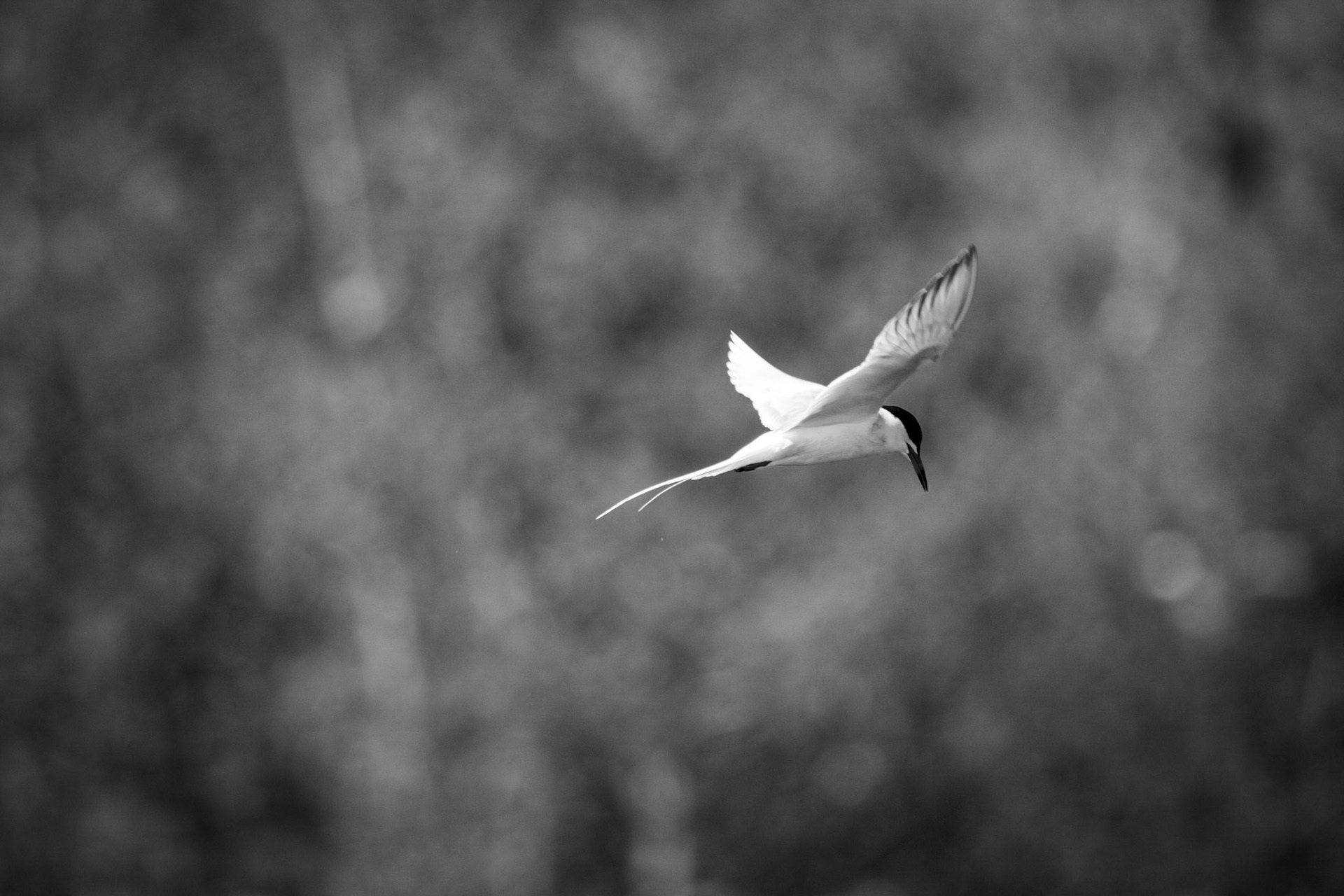Forester's Tern, Sherwood Park, May 22, 2022