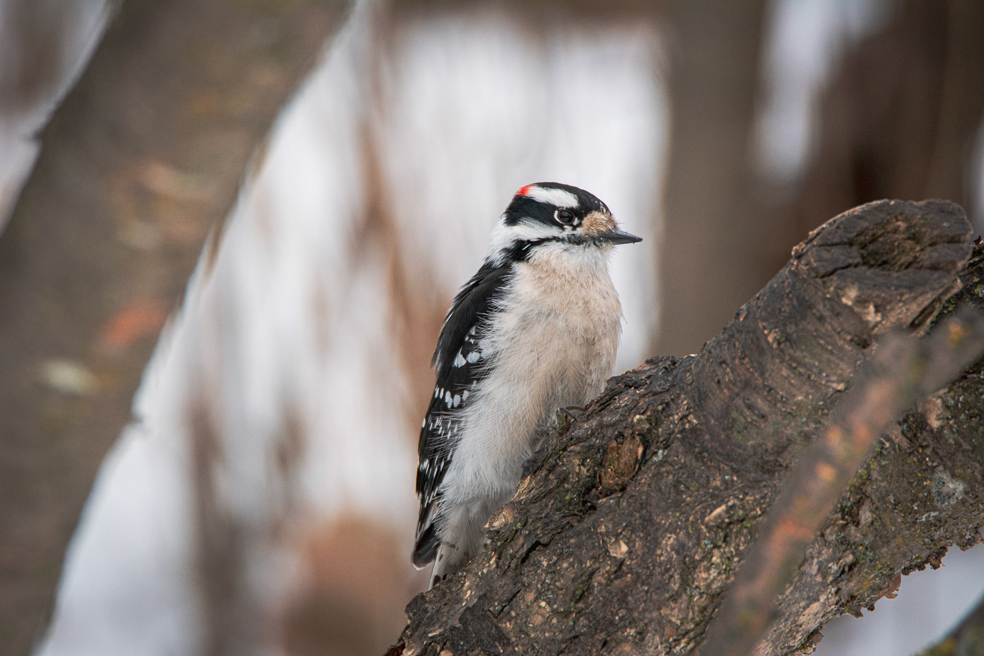 Downy Woodpecker, Hawrelak Park, Edmonton