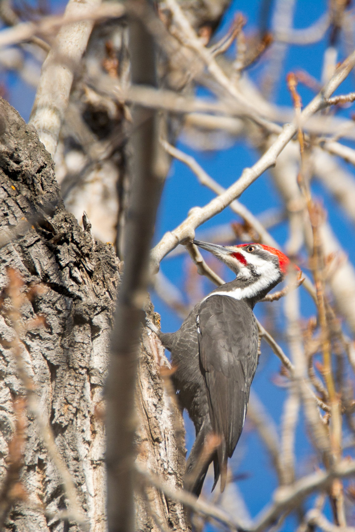 Pileated Woodpecker, male