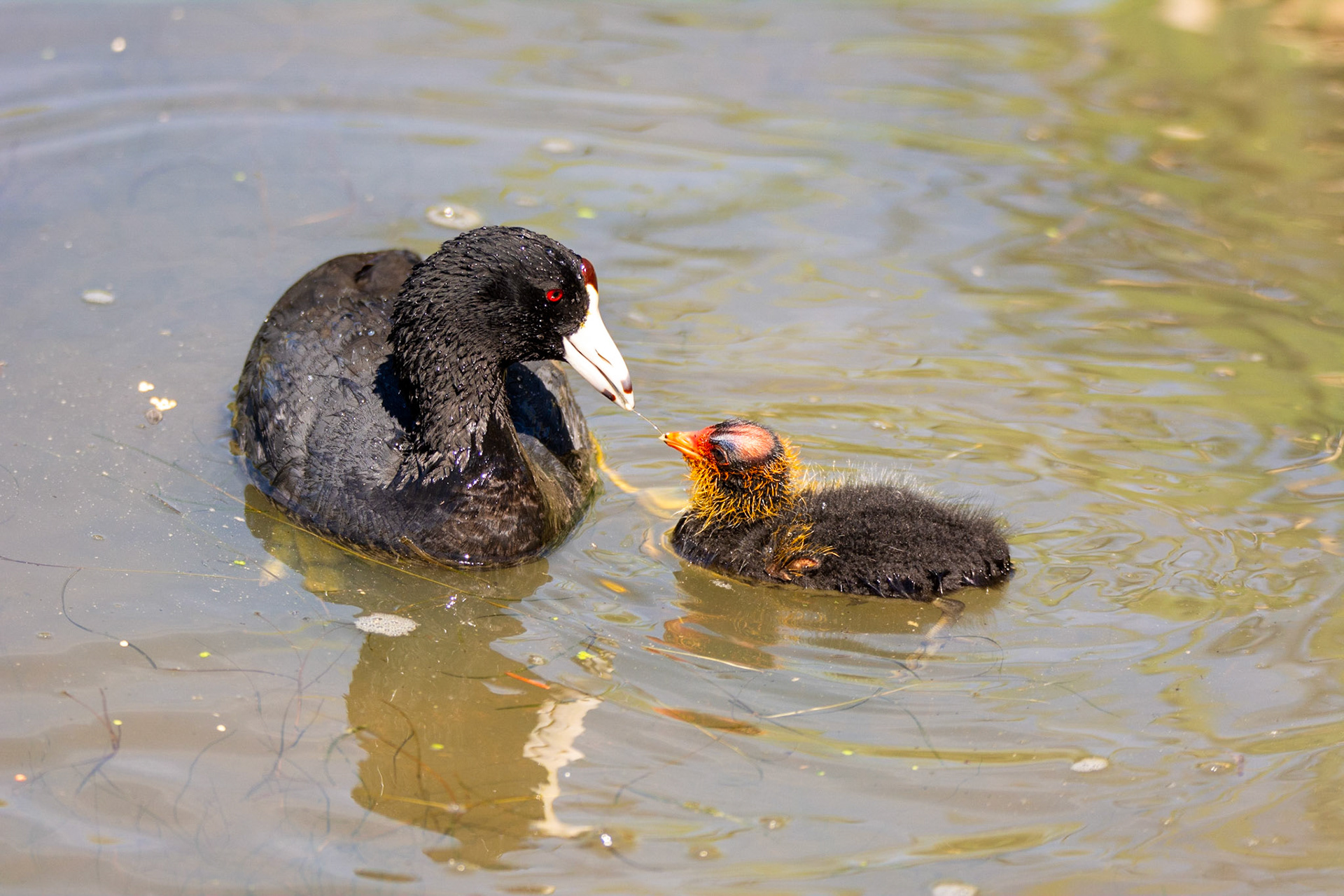 American Coot and Cootling