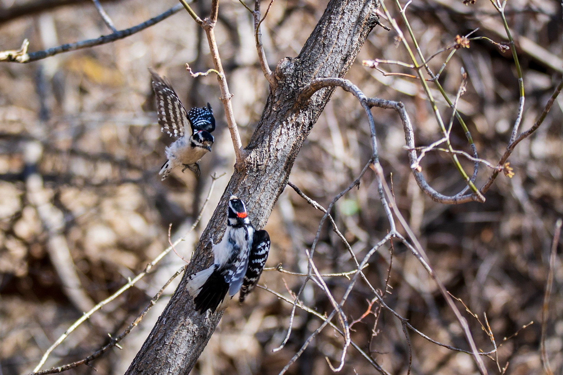 Downy Woodpeckers, Mill Creek Ravine, Edmonton