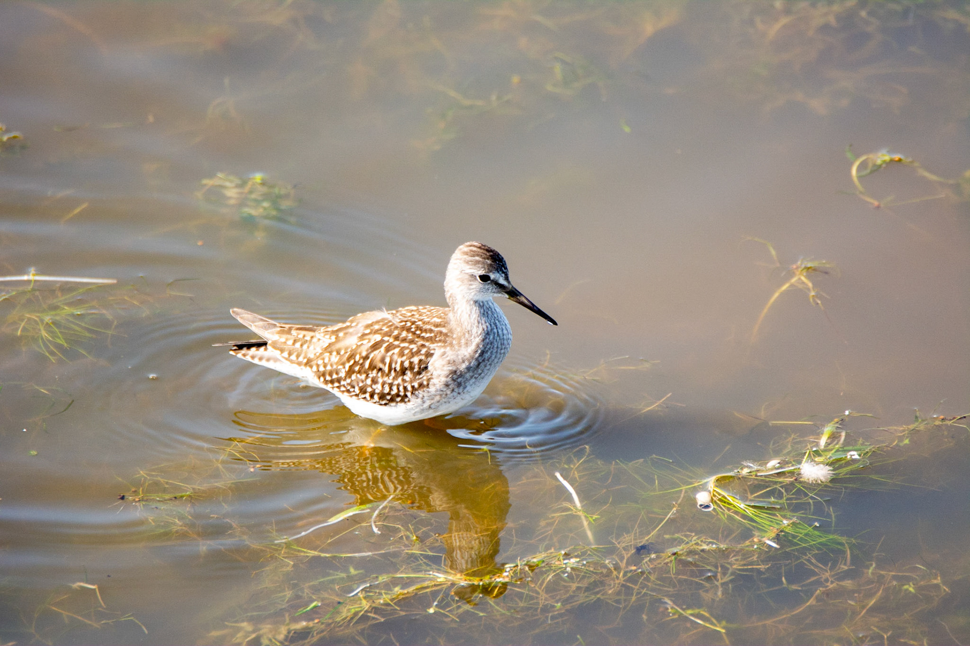 Lesser Yellow-legs