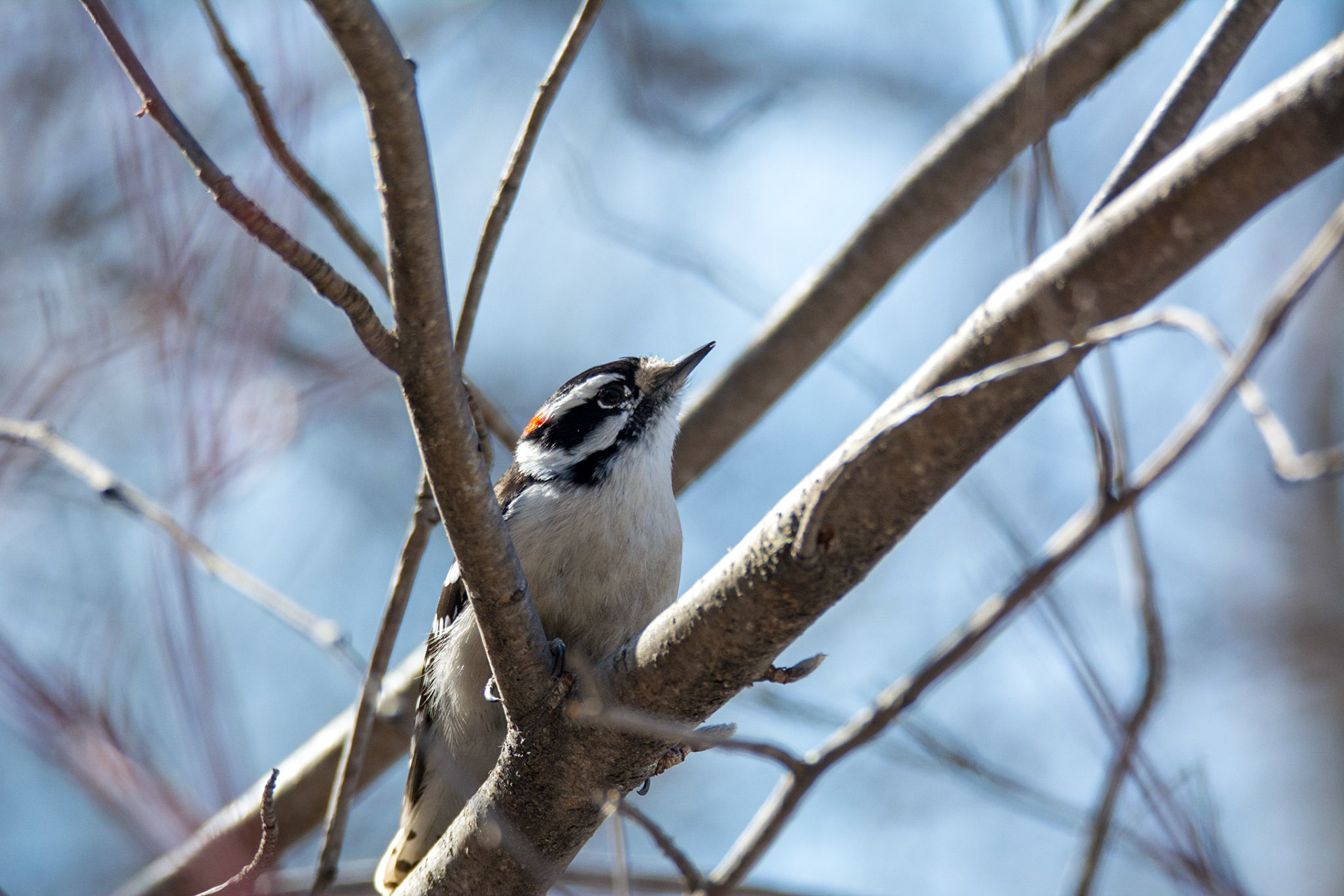 Downy Woodpecker, male