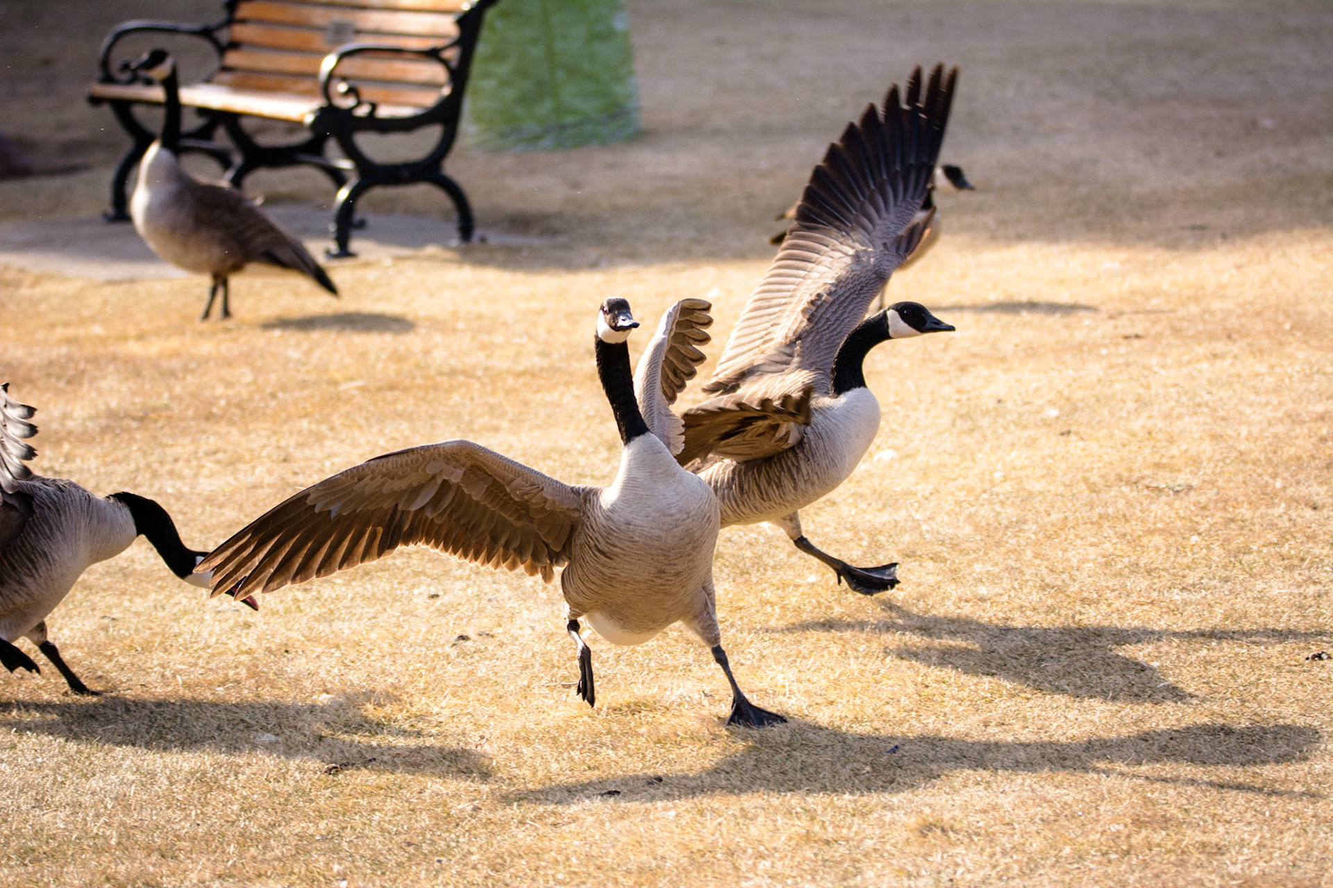 Canada Geese, Hawrelak Park, Edmonton