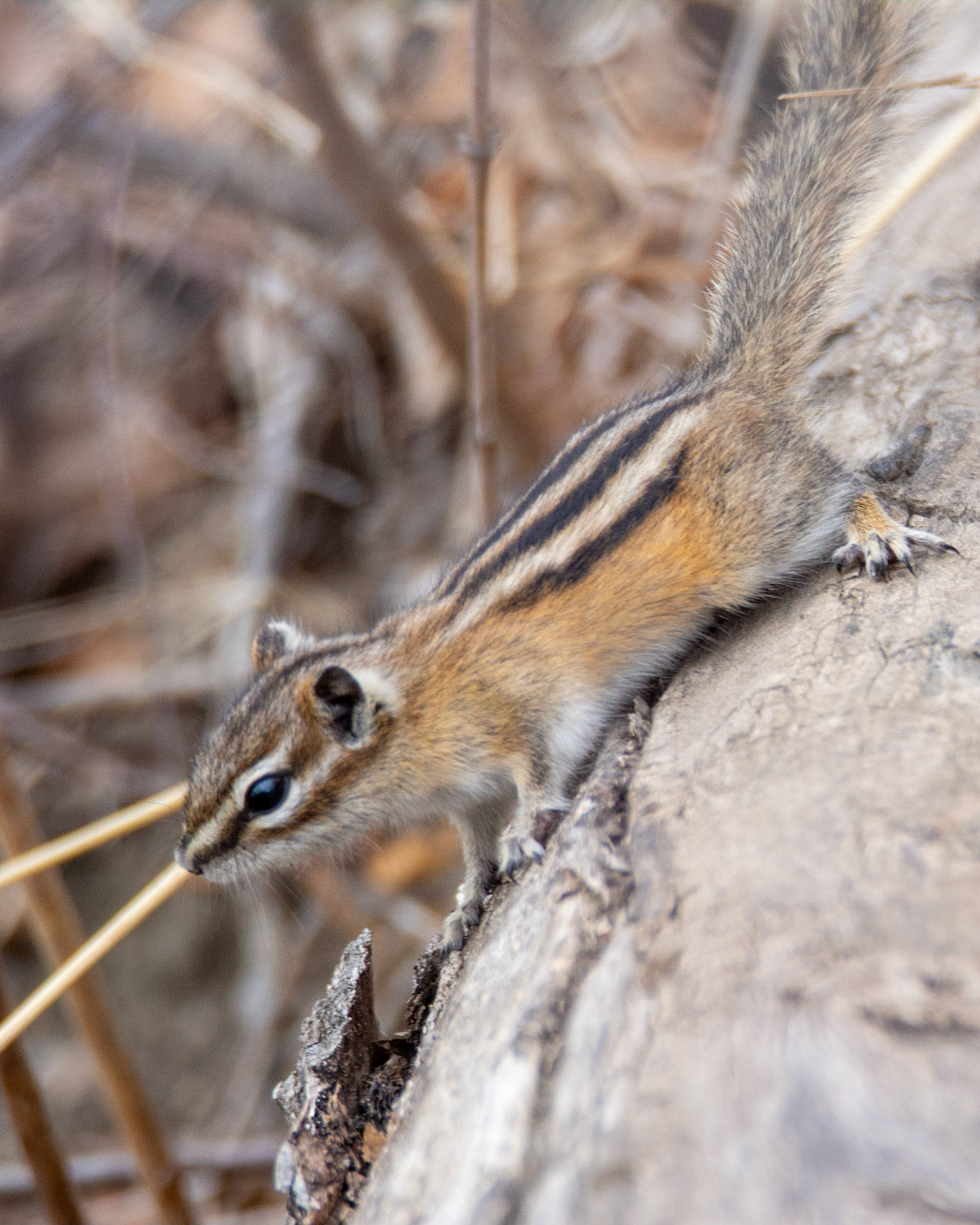 Least Chipmunk, Hawrelak Park, Edmonton