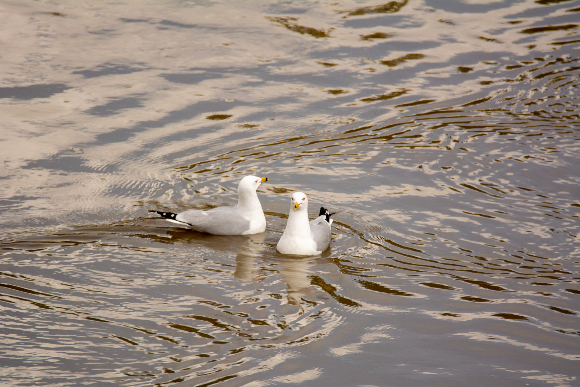 Ring-billed Gull, North Saskatchewan River, Edmonton