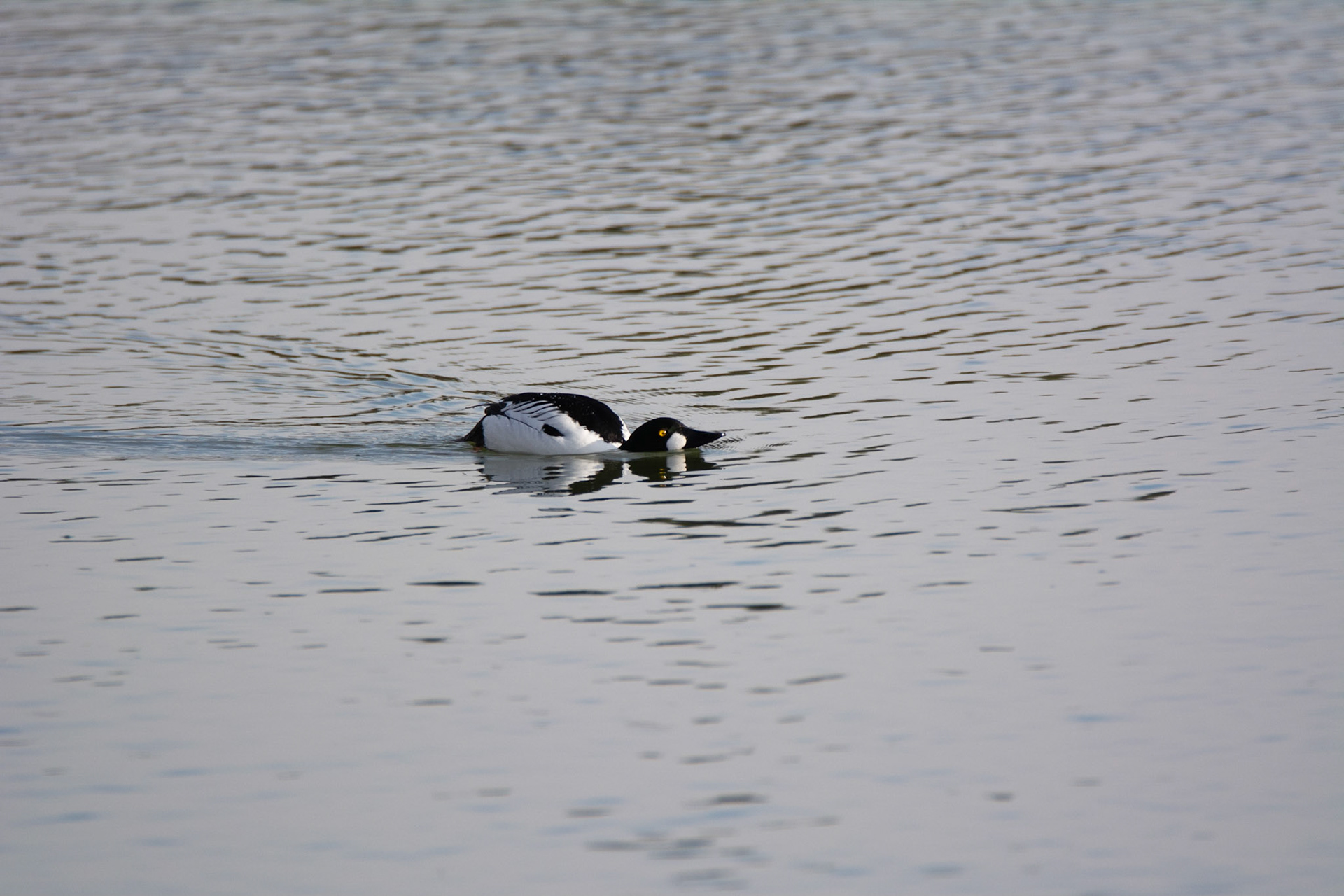Common Goldeneye, Hawrelak Park, Edmonton
