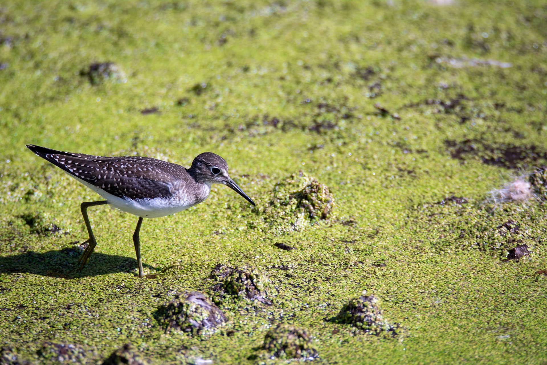 Solitary Sandpiper, juvenile