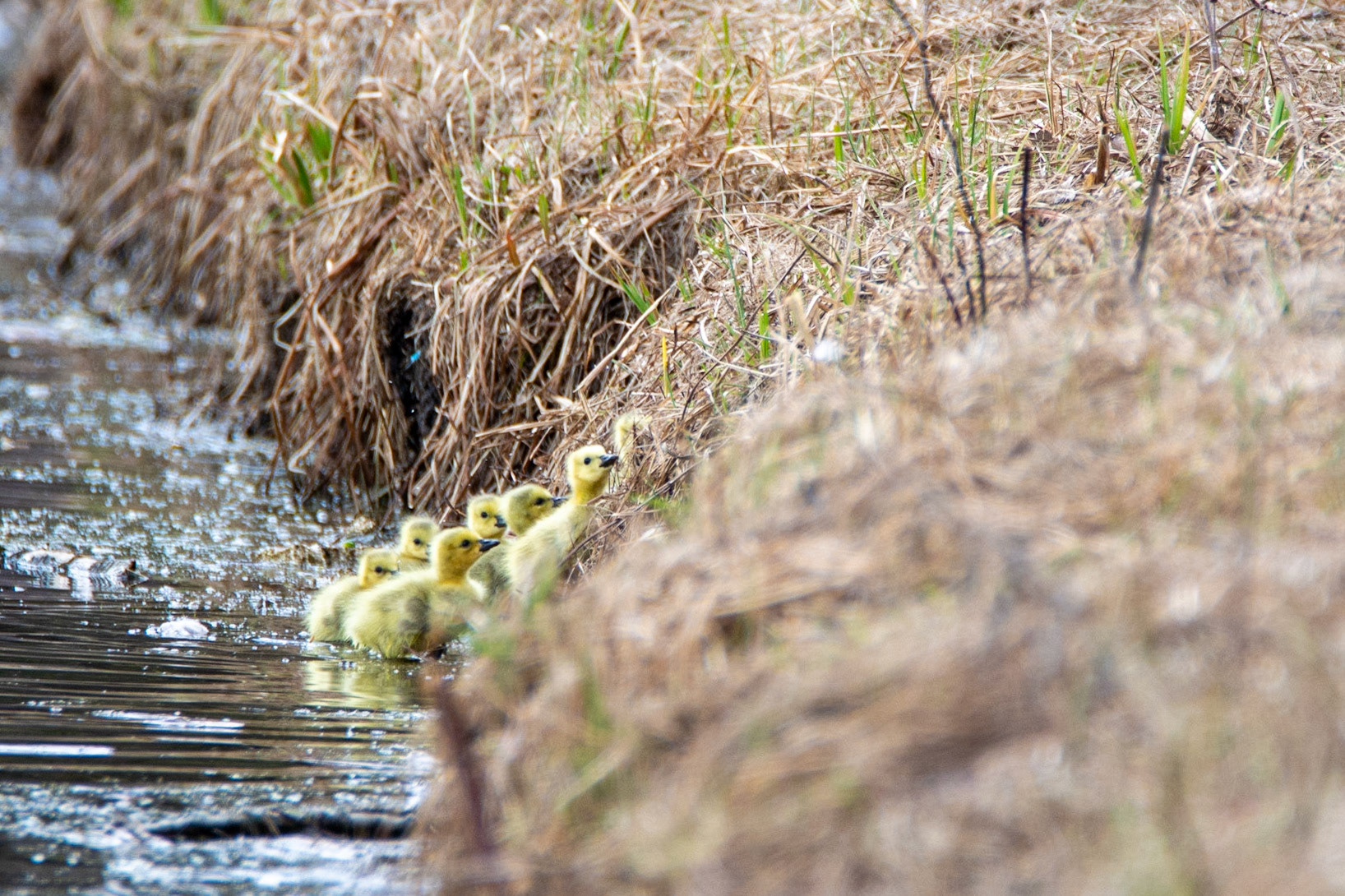 Canada Geese and Gosslings, Hawrelak Park, Edmonton