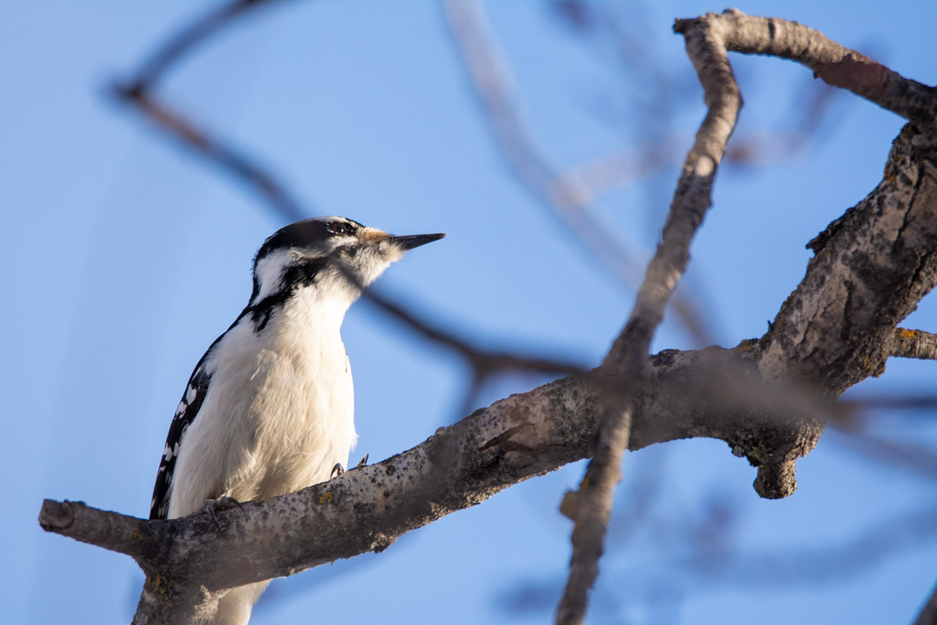 Hairy Woodpecker, Hawrelak Park, Edmonton