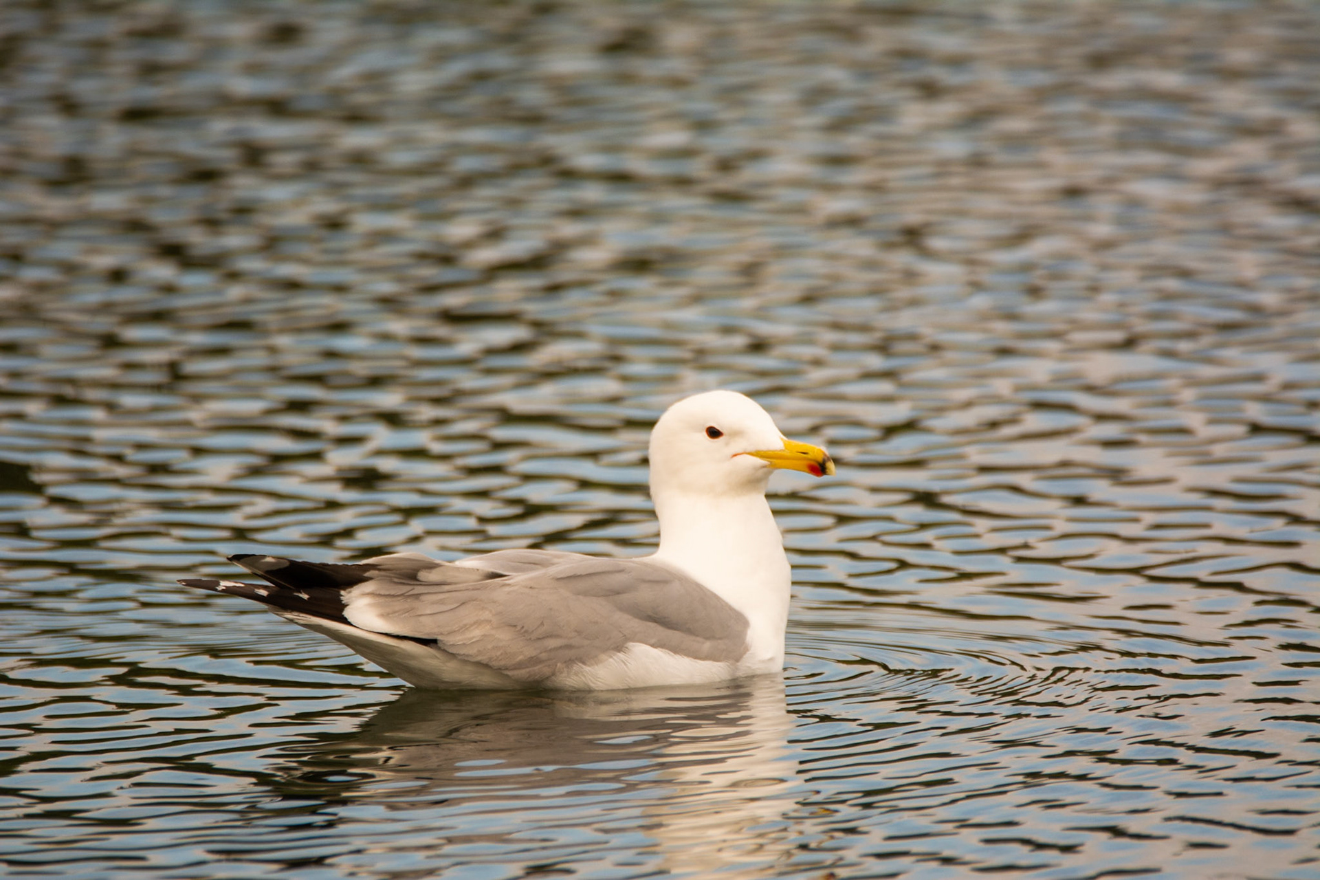 California Gull