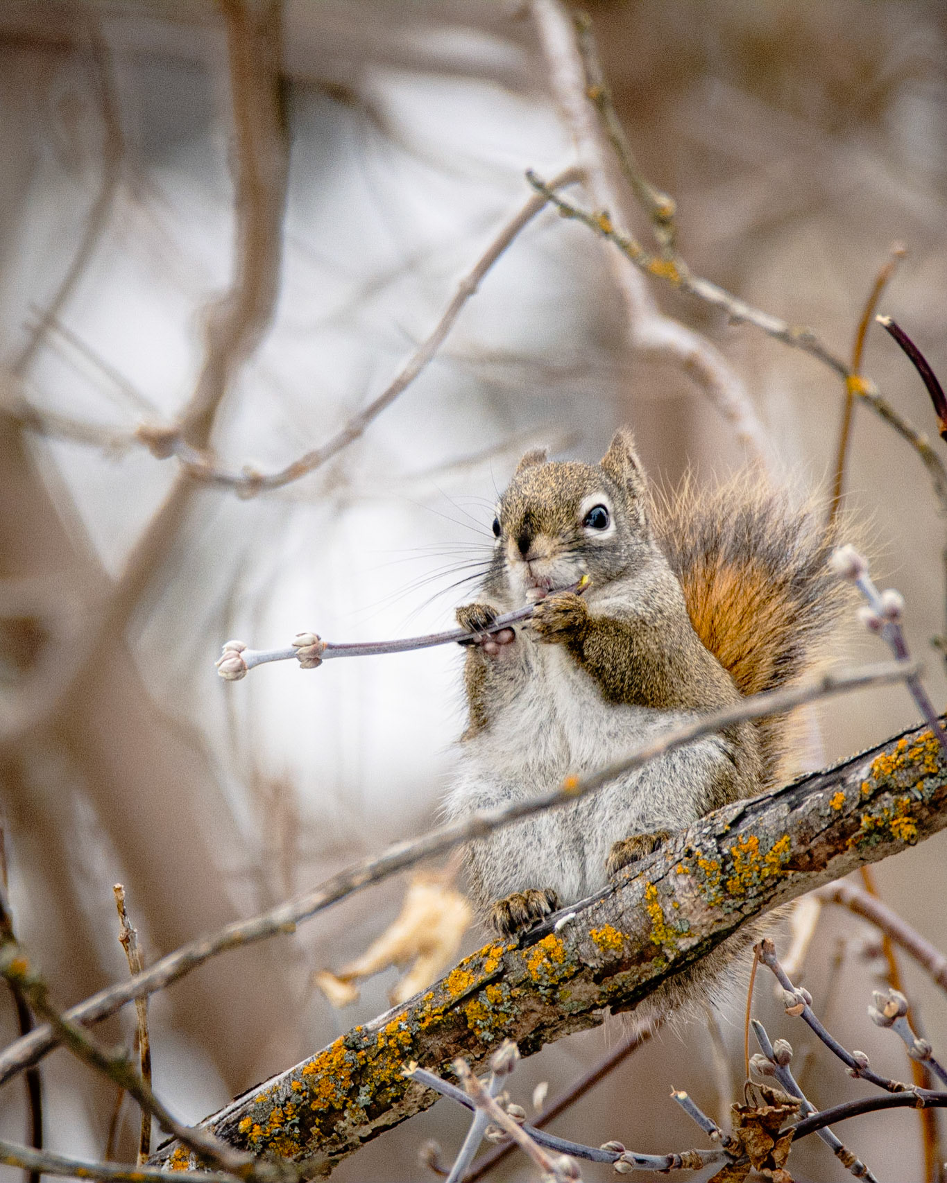 Red Squirrel, Hawrelak Park, Edmonton