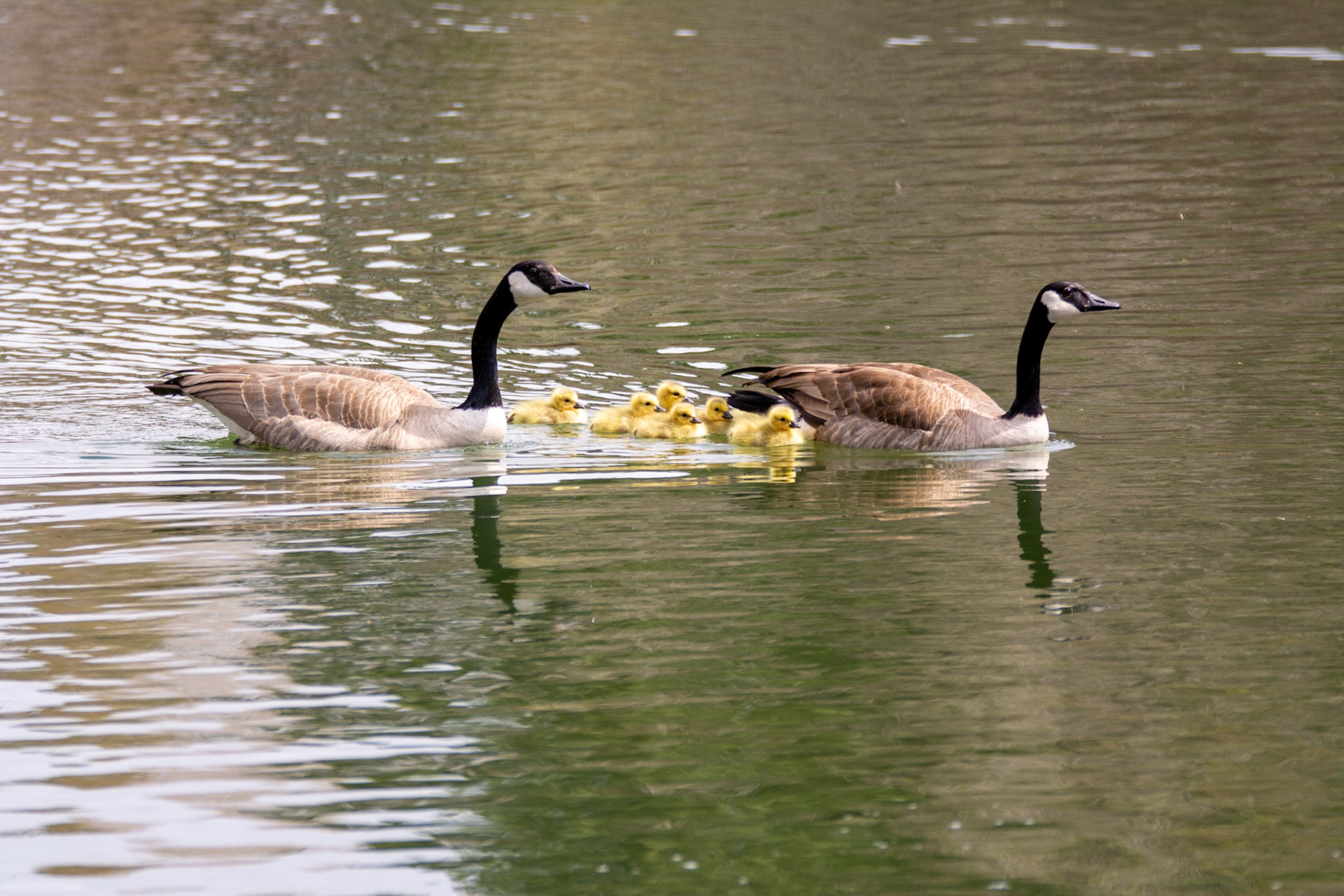 Canada Geese and Gosslings, Hawrelak Park, Edmonton