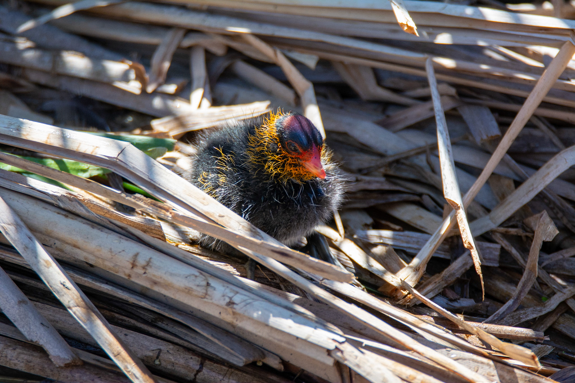 American Cootling (baby coot)