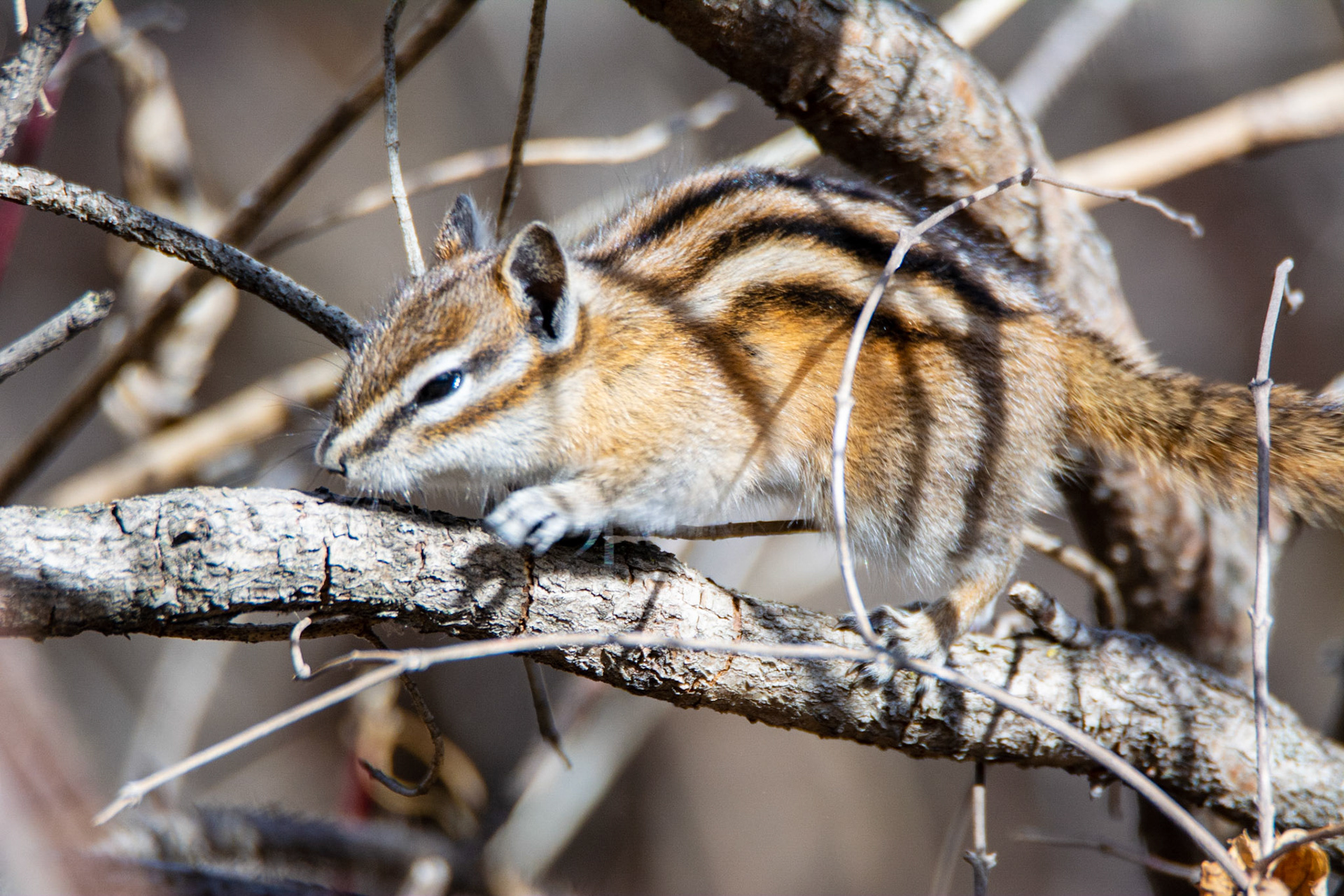 Least Chipmunk, Hawrelak Park, Edmonton