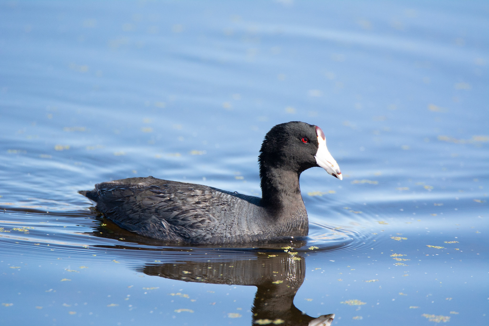 American Coot