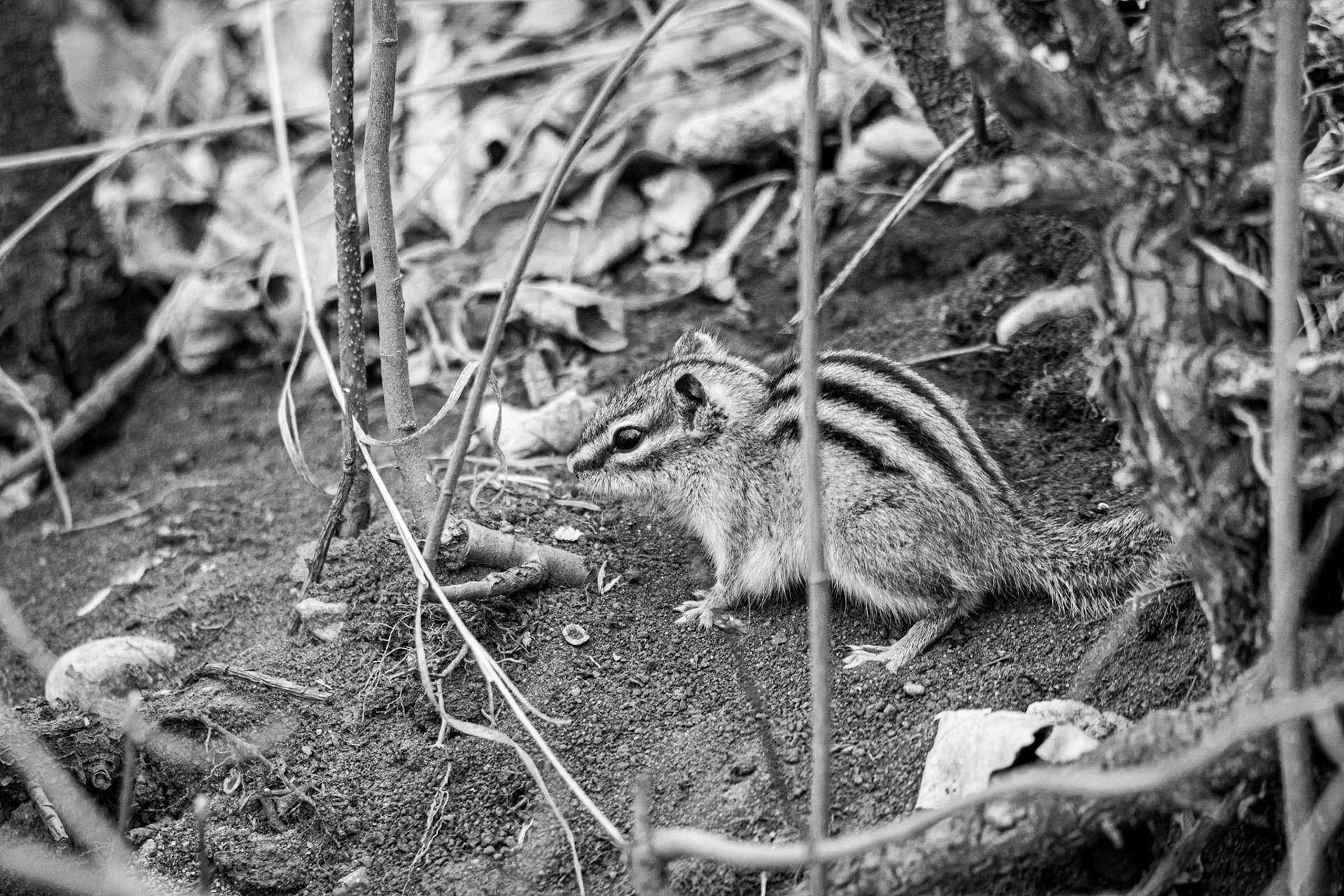 Least Chipmunk, Hawrelak Park, Edmonton