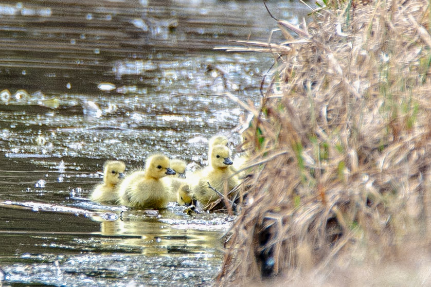 Canada Geese and Gosslings, Hawrelak Park, Edmonton