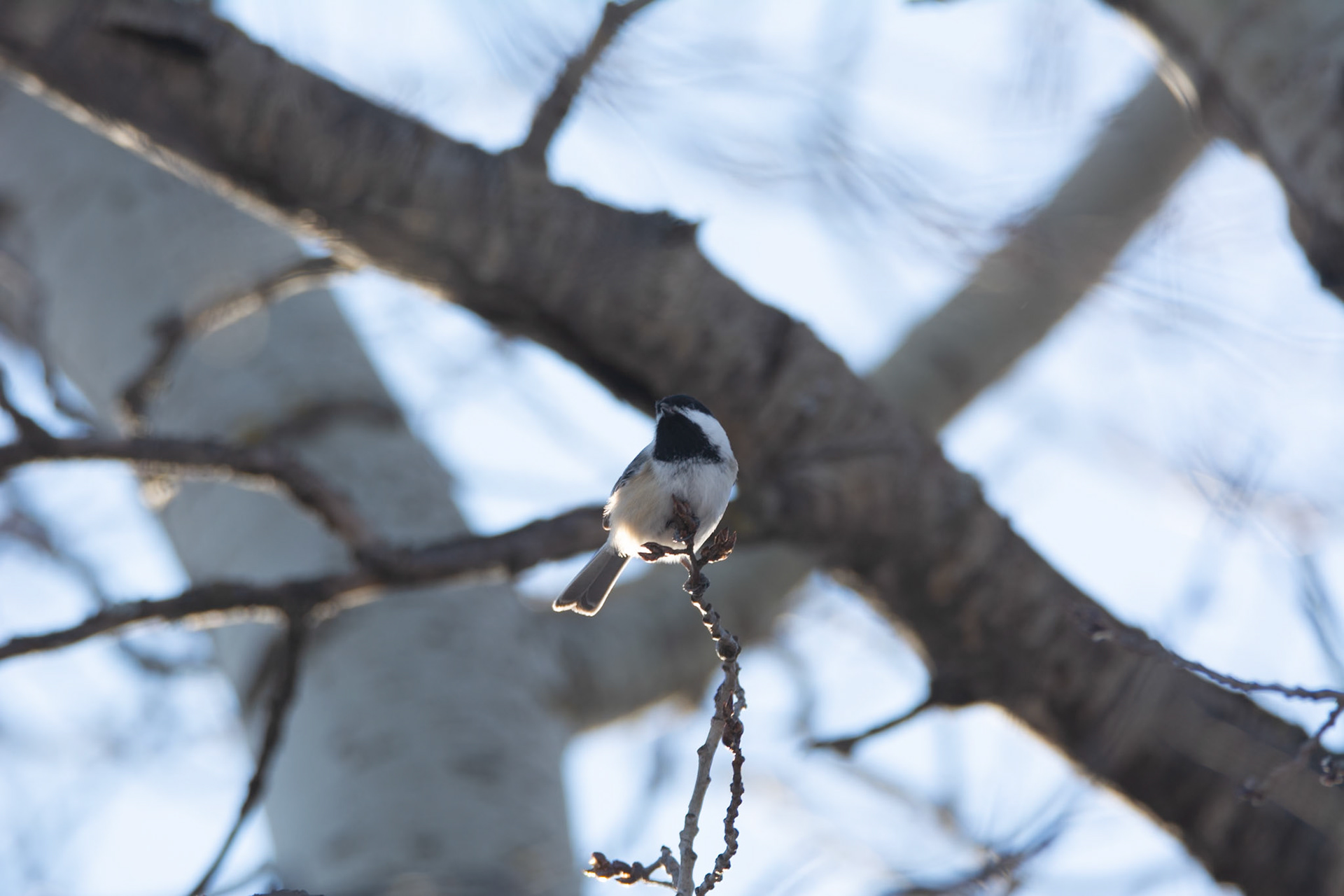 Black-capped Chickadee, Hawrelak Park, Edmonton